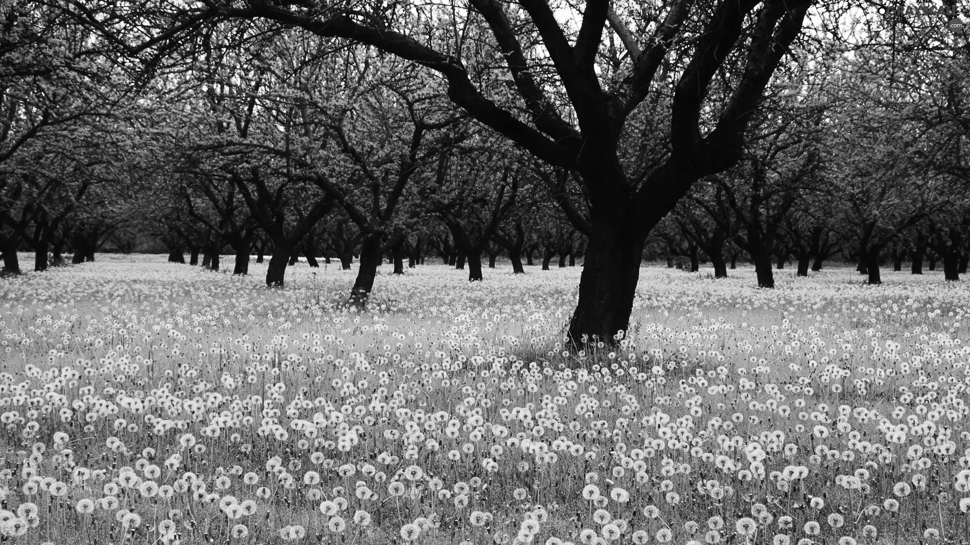 orchard, dandelions, trees, viewes, Meadow