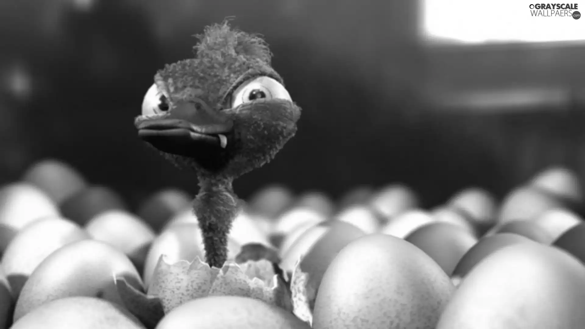 ostrich, eggs, small