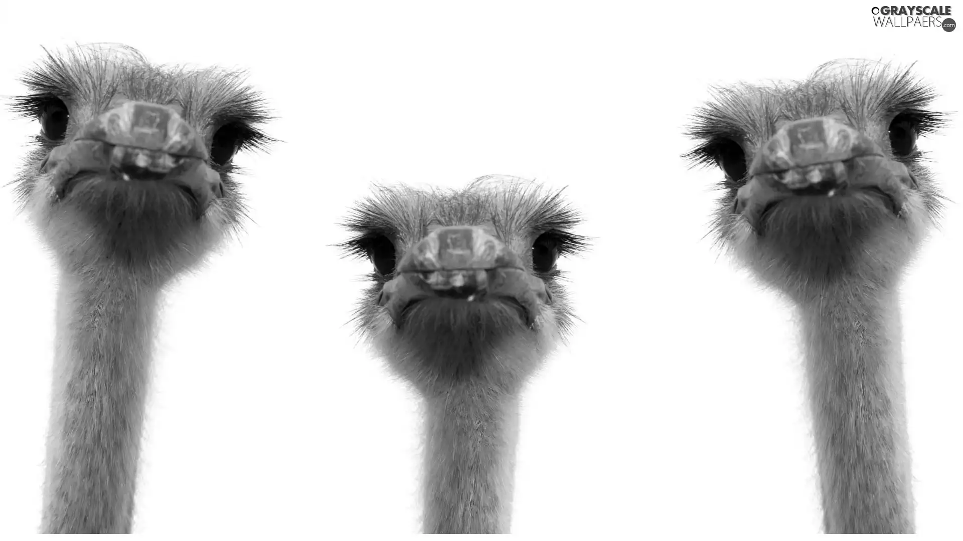 ostriches, Three, head