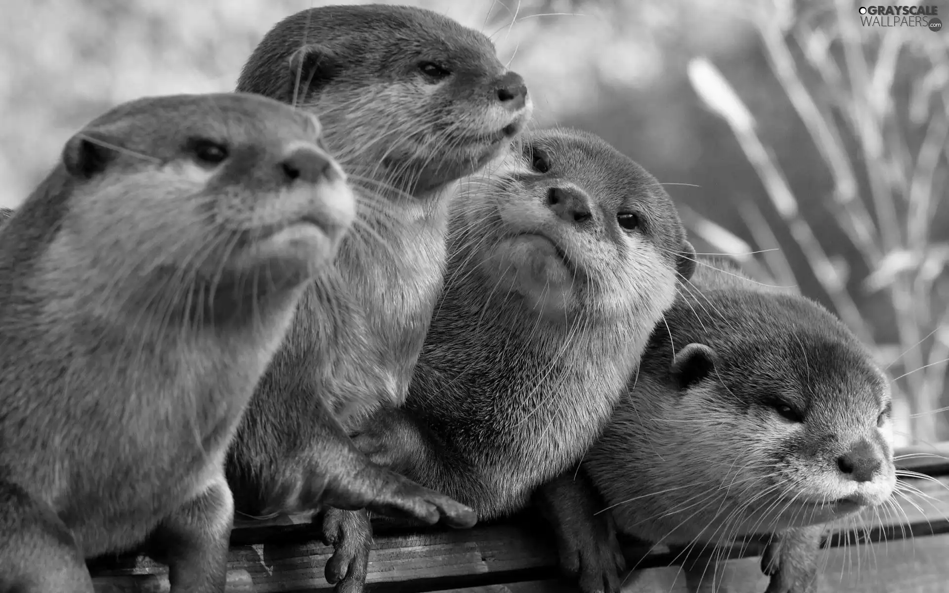 four, otters