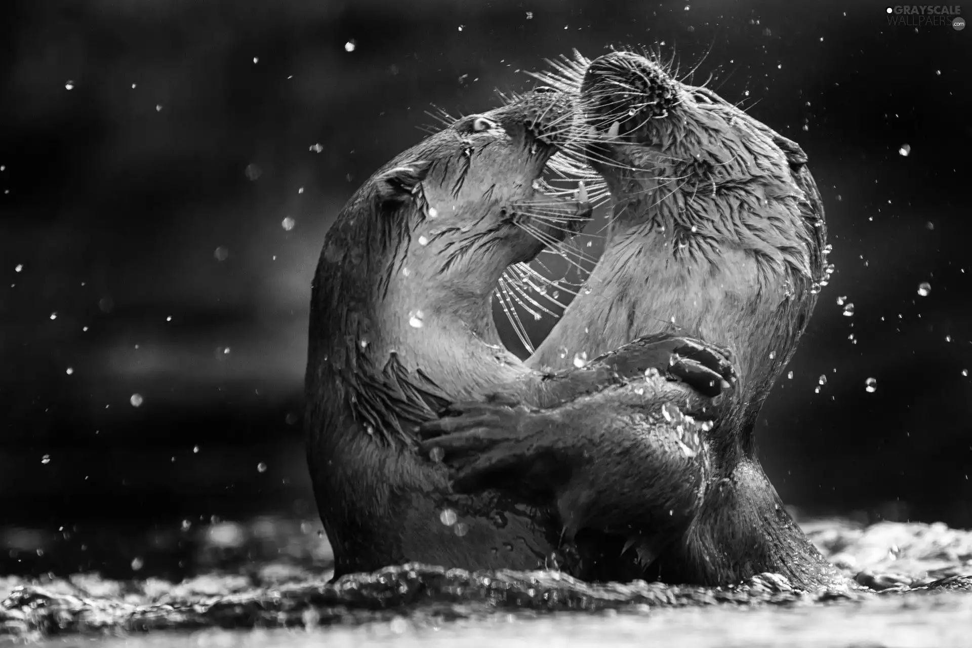 Two, otters