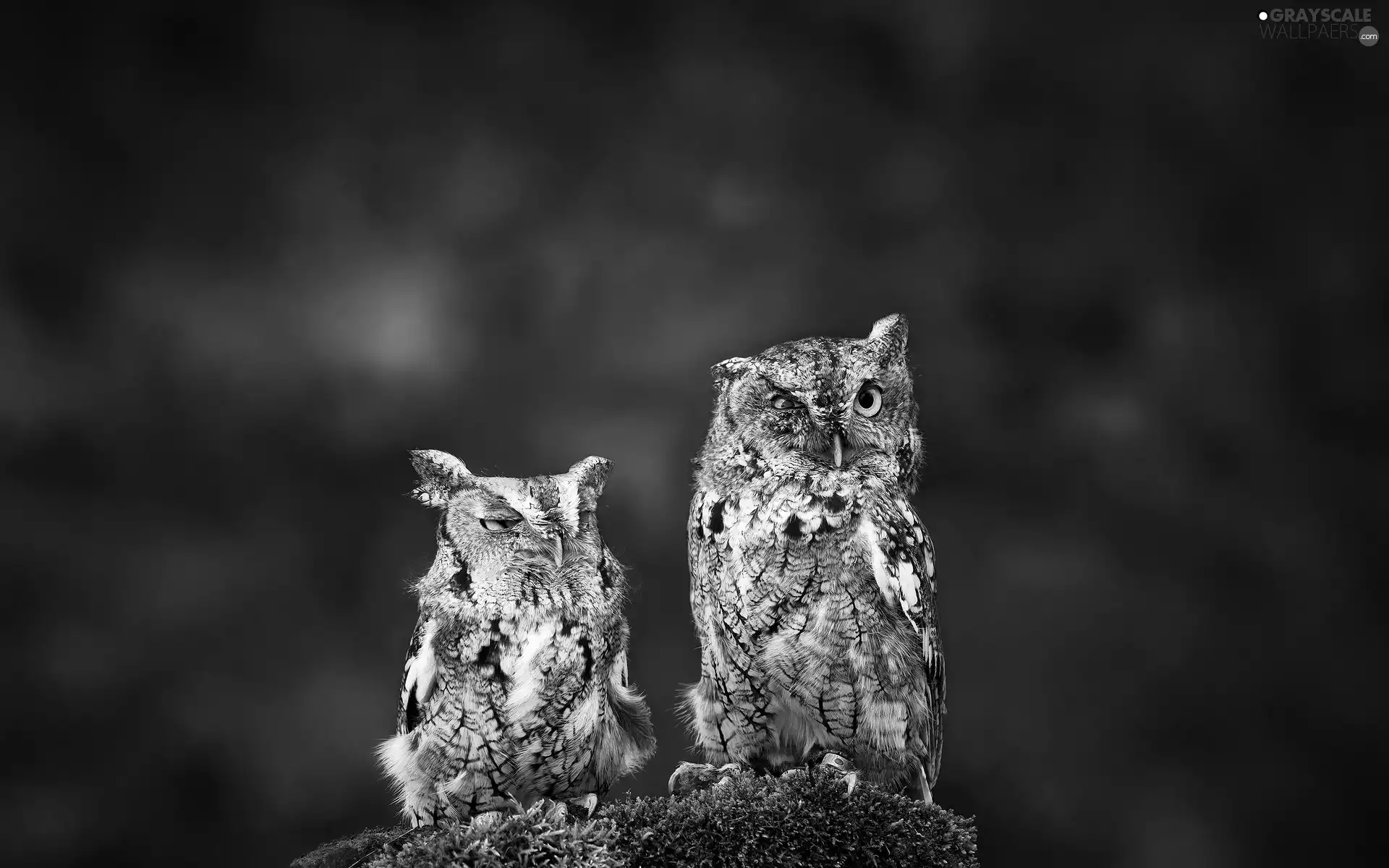 Owls, Two, Funny