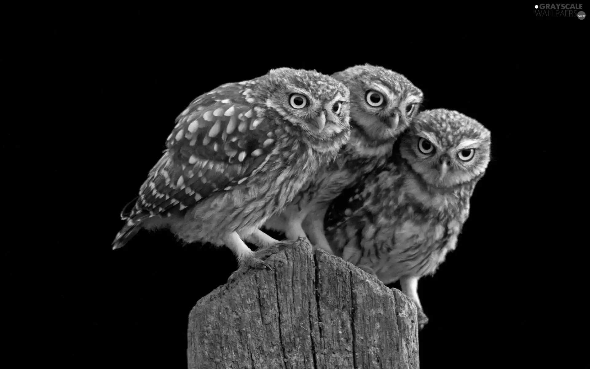 Little Owl, Three, Owls