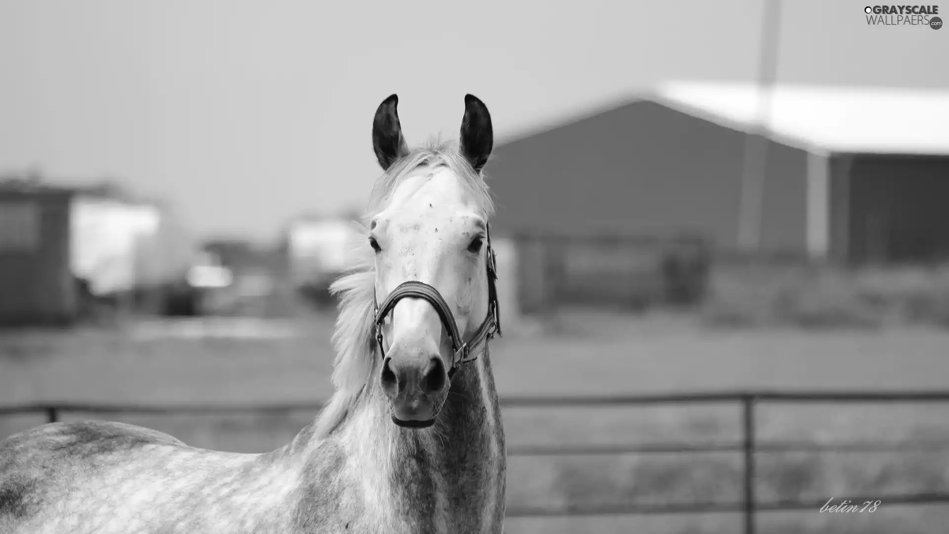 paddock, gray, Horse