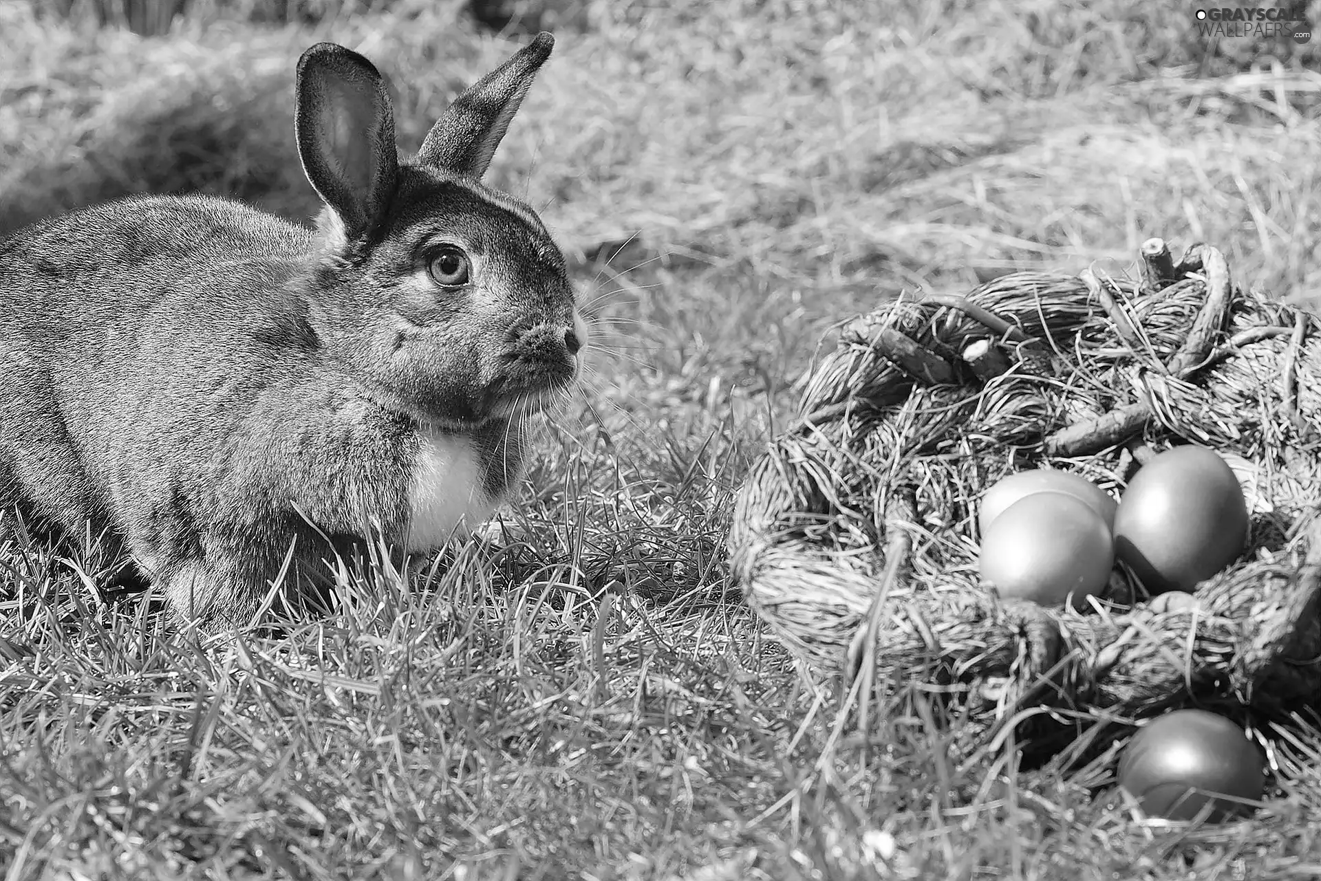 Rabbit, basket, Painted eggs, grass