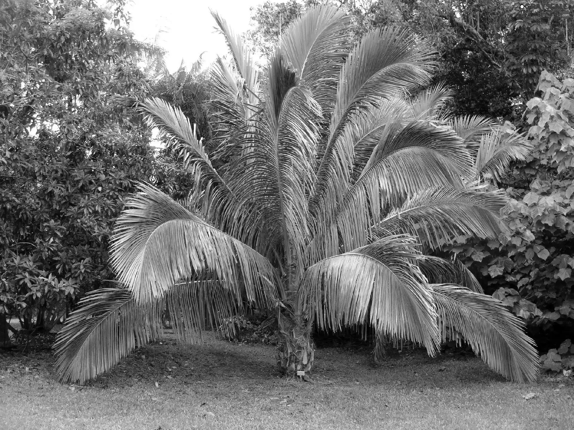 Palm, Garden, botanical