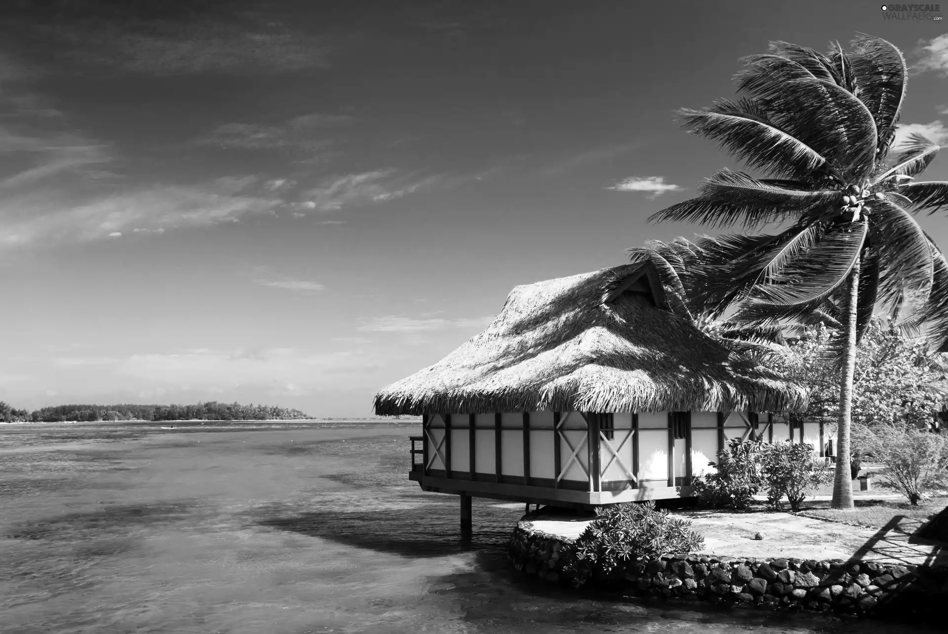 Palm, Home, sea