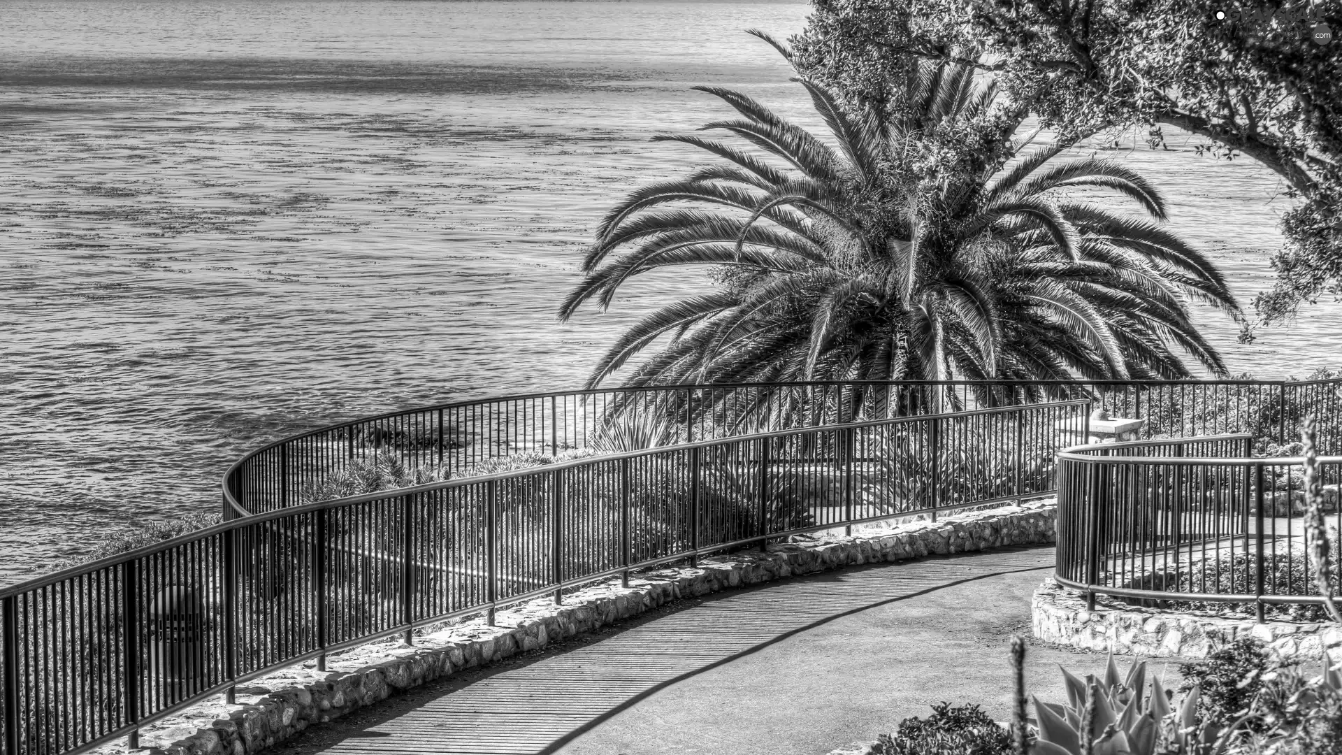 sea, terrace, fence, Palms