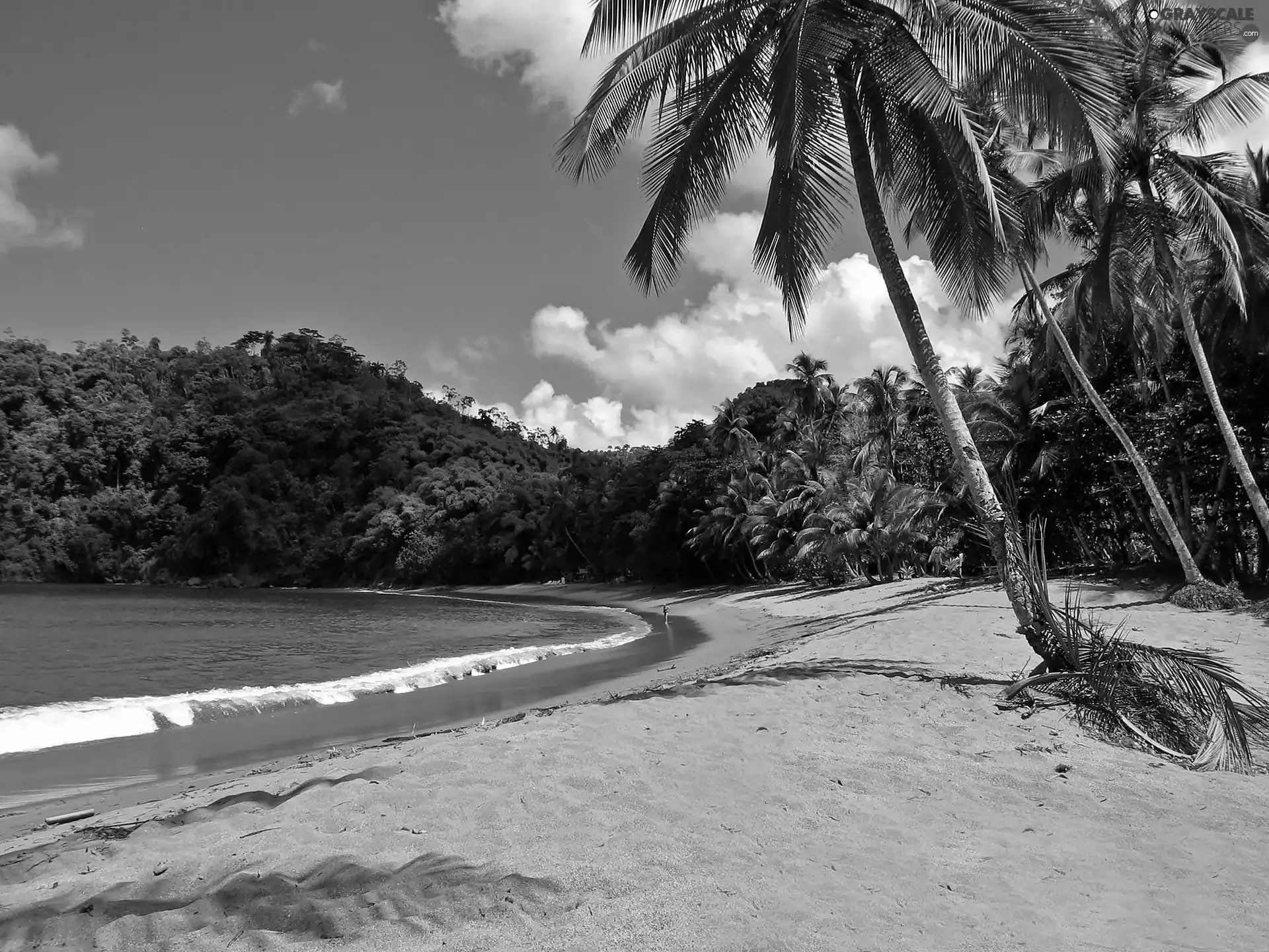 sea, jungle, Palms, Beaches