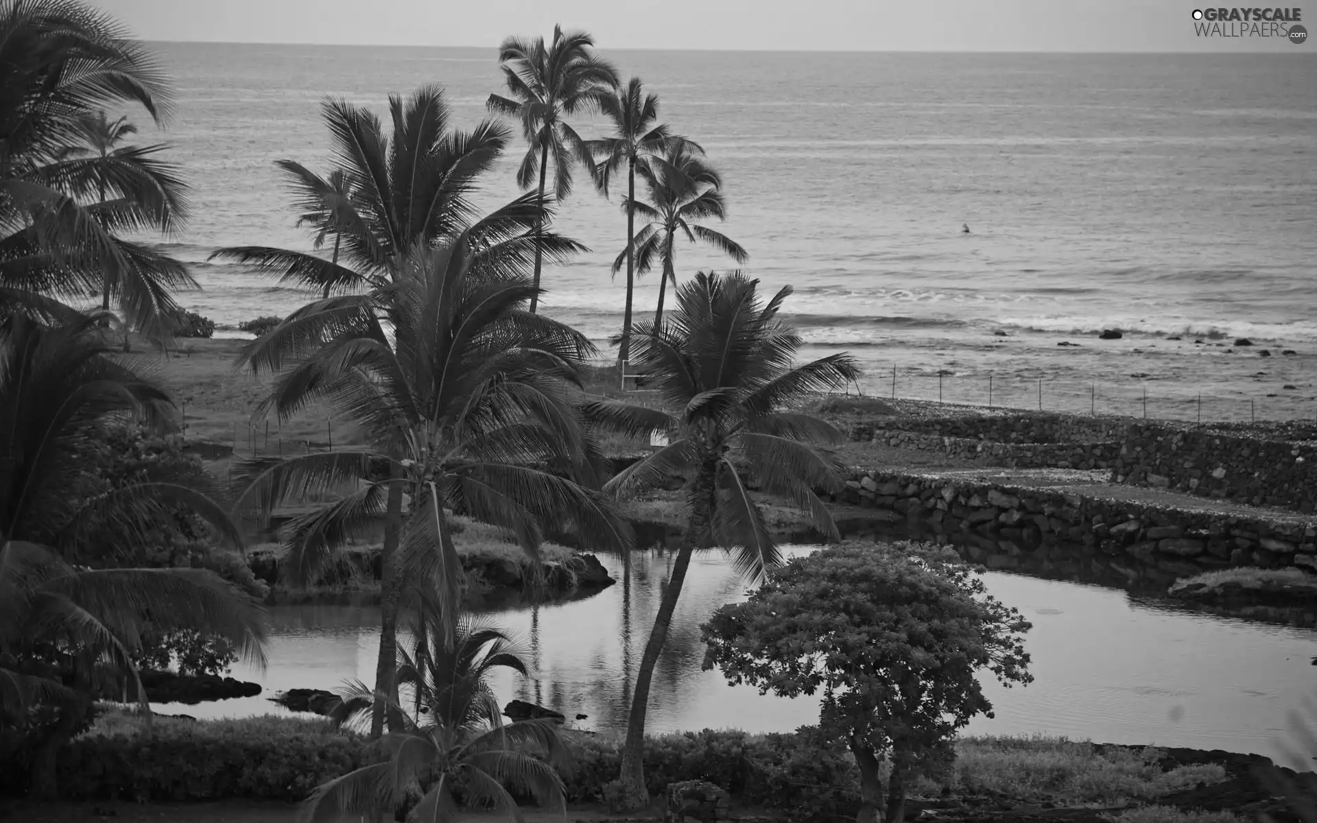 sea, Palms