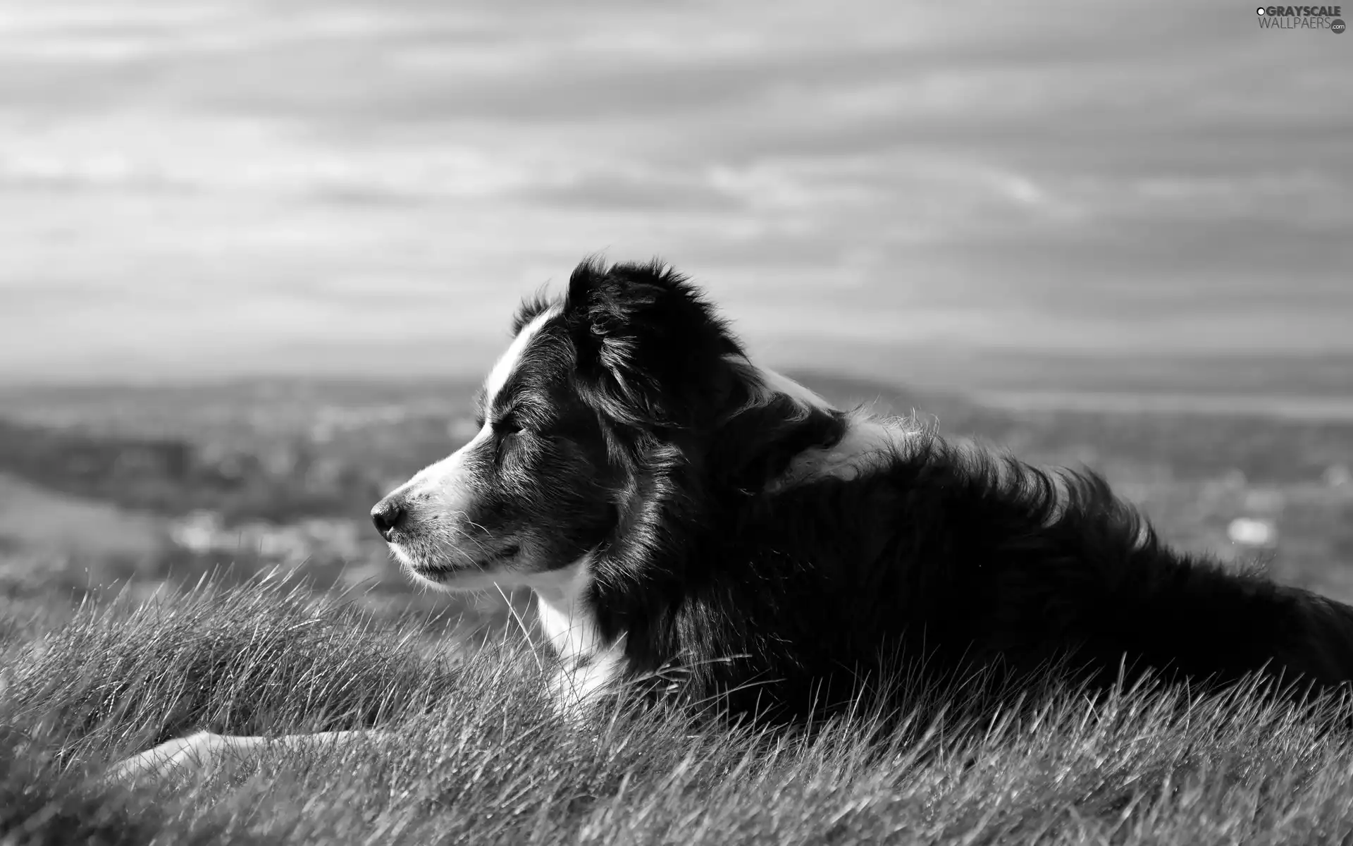 panorama, Border Collie, pastoral, Meadow, dog