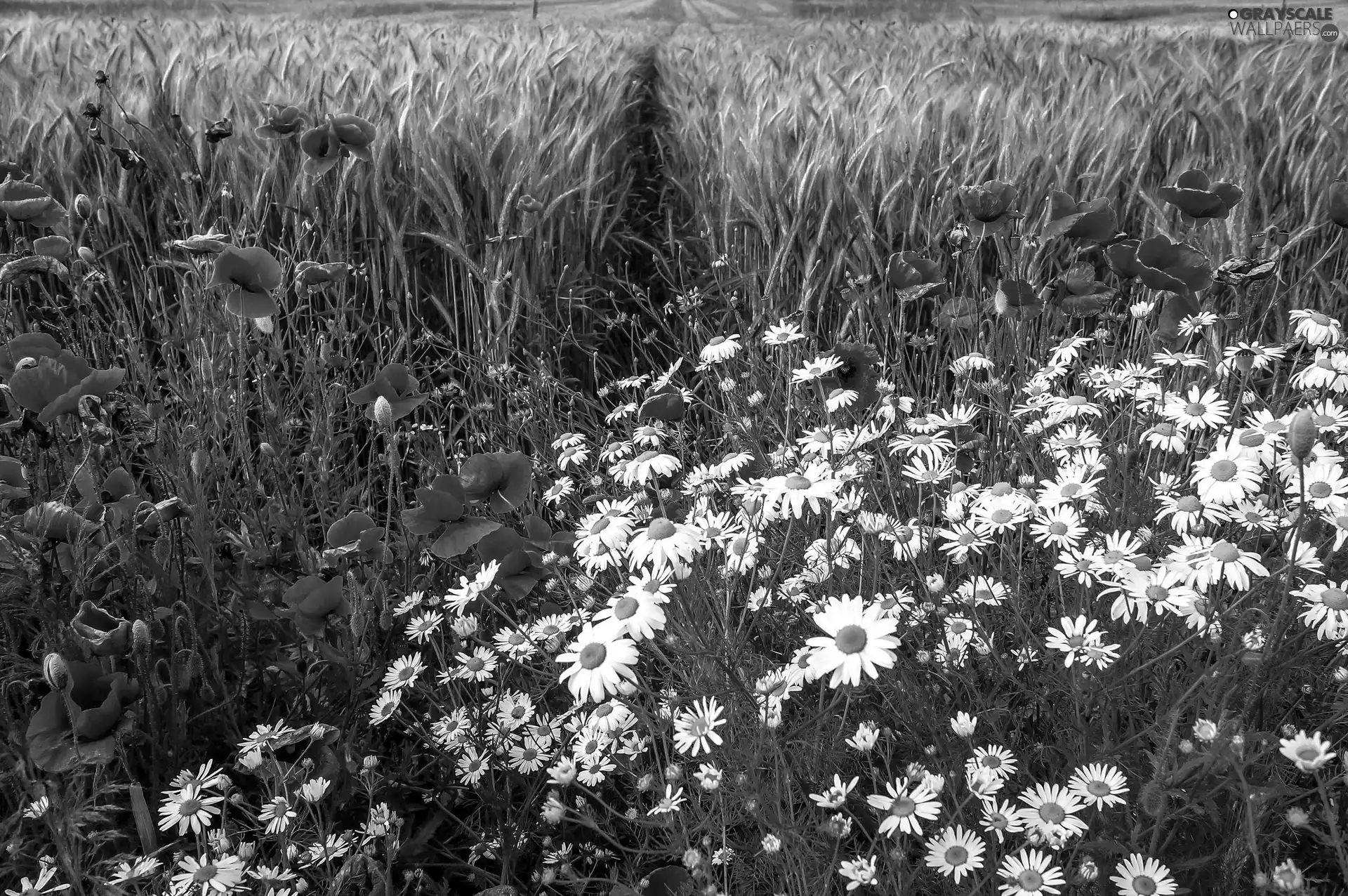 papavers, Meadow, daisies
