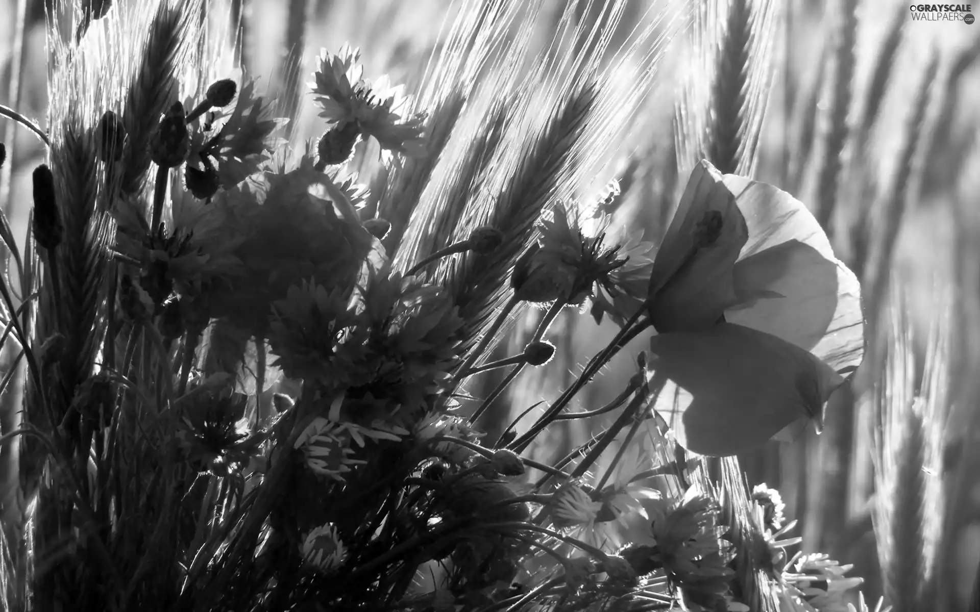 Meadow, cornflowers, papavers, Flowers