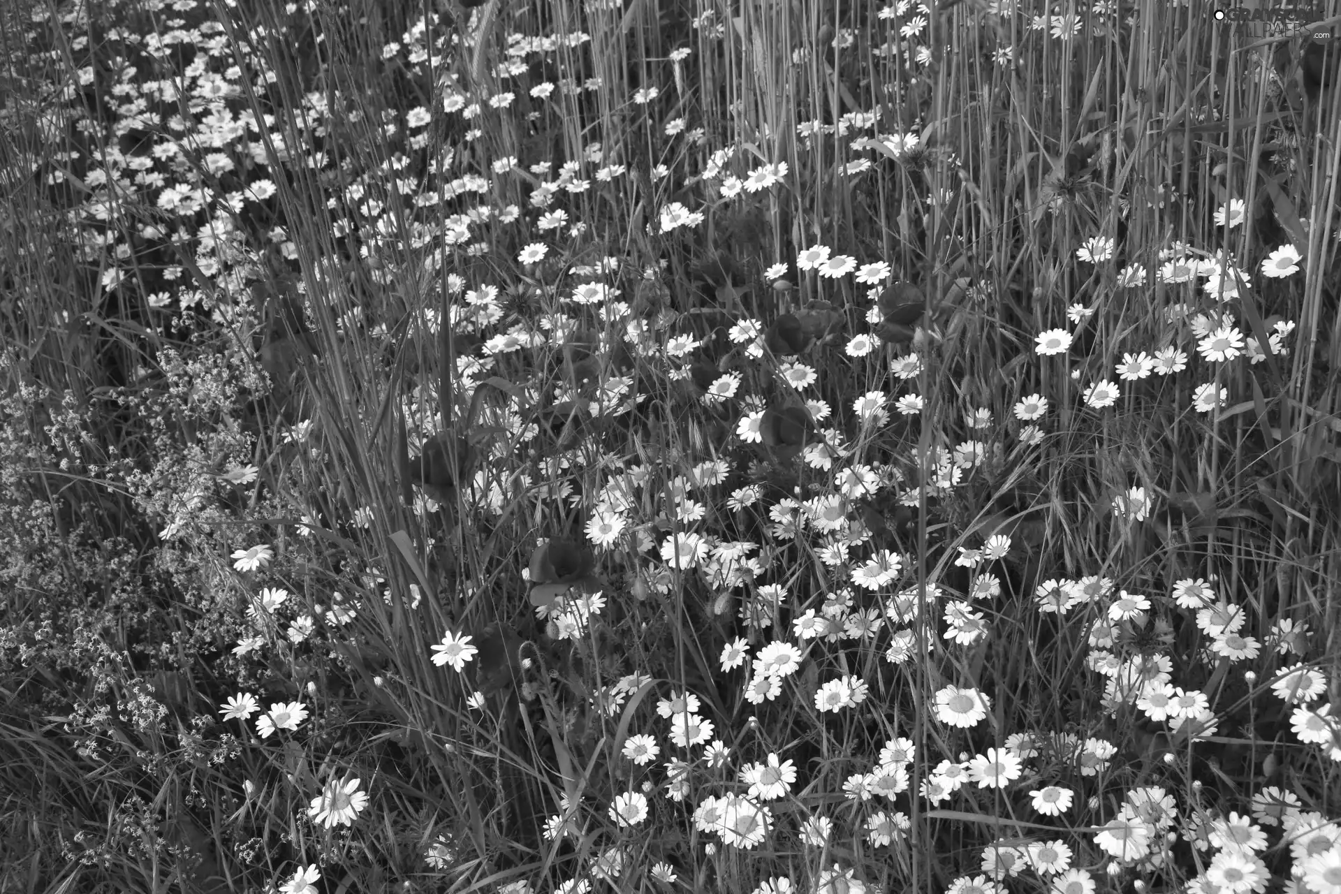 Meadow, cornflowers, papavers, Flowers
