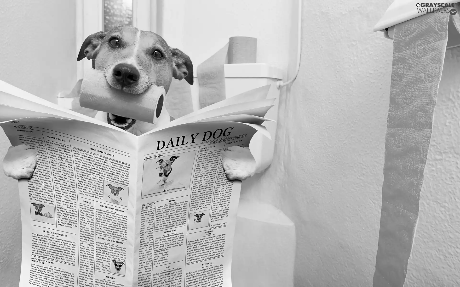 paper, dress, Jack Russell Terrier, Paper, dog