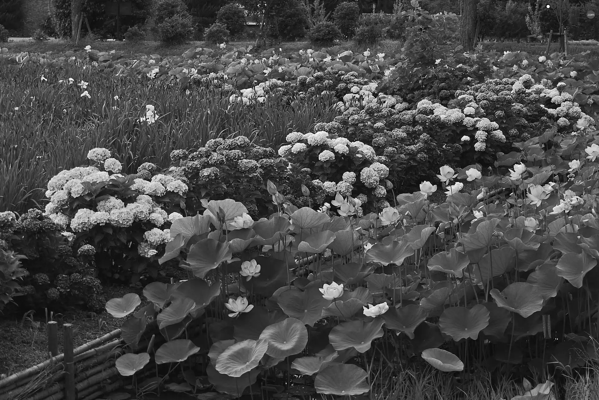 Flowers, hydrangea, Park, lotus