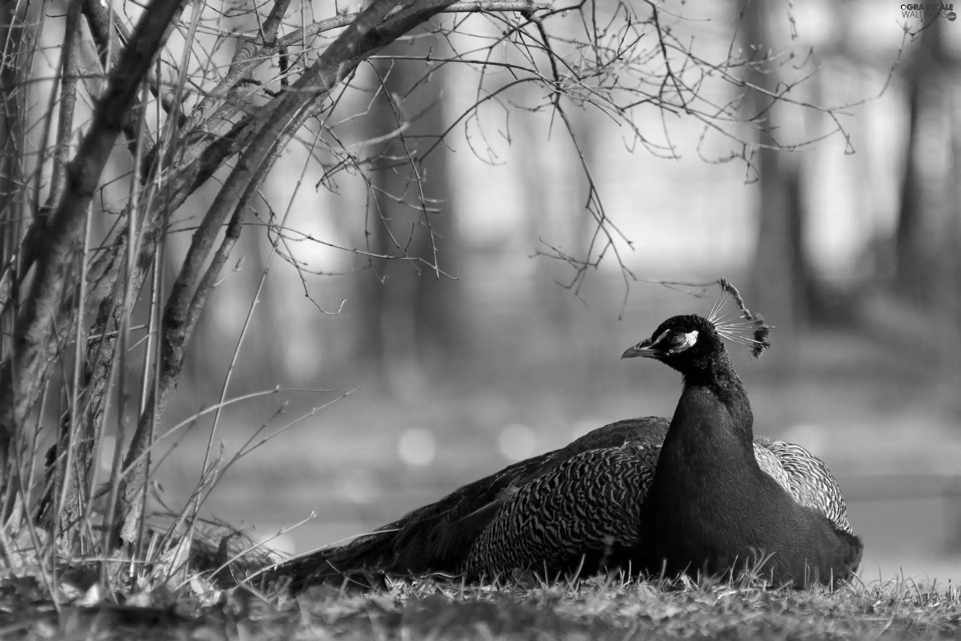 Park, birds, peacock