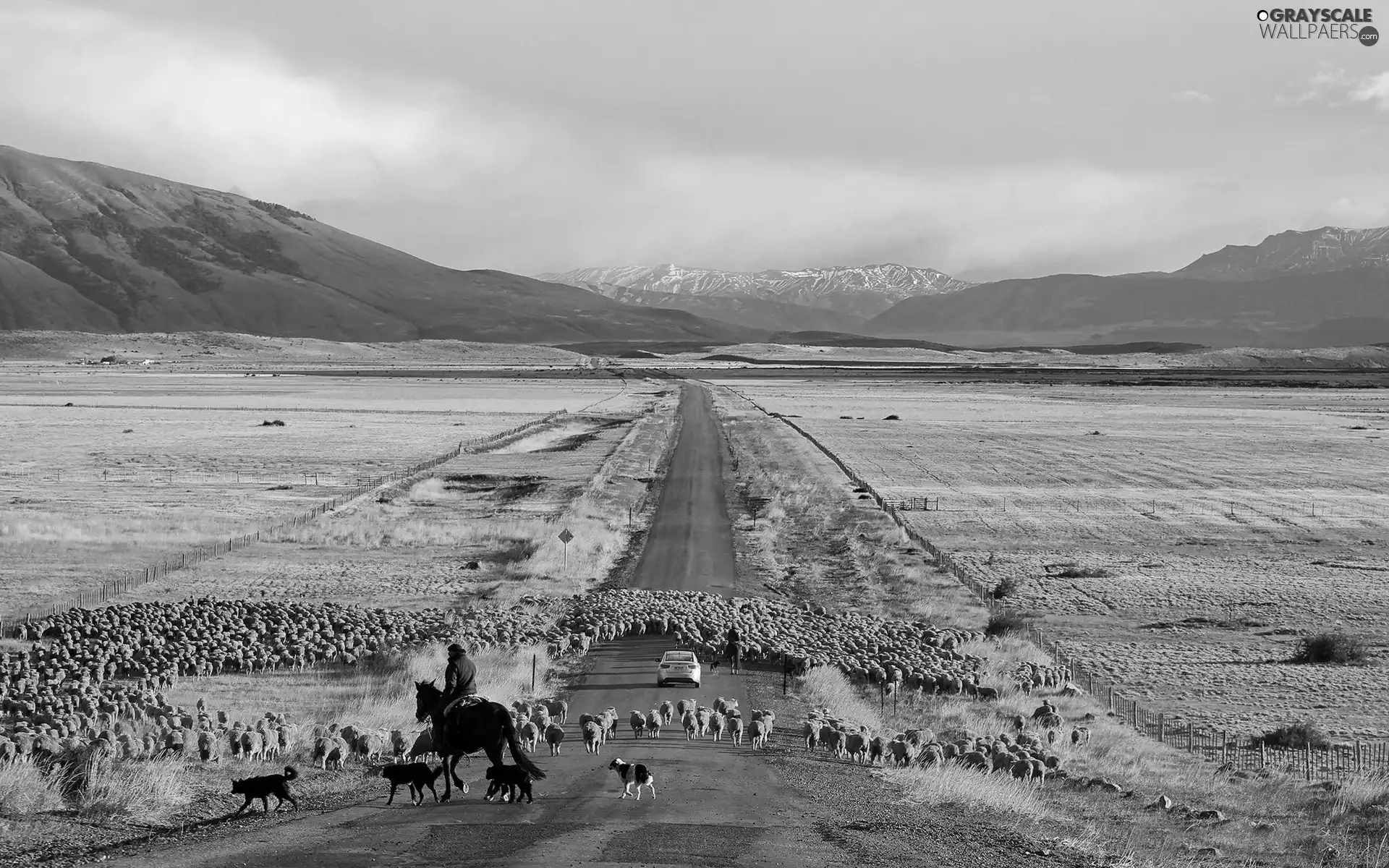 Sheep, medows, Patagonia, Mountains, Way, pasturage, Chile