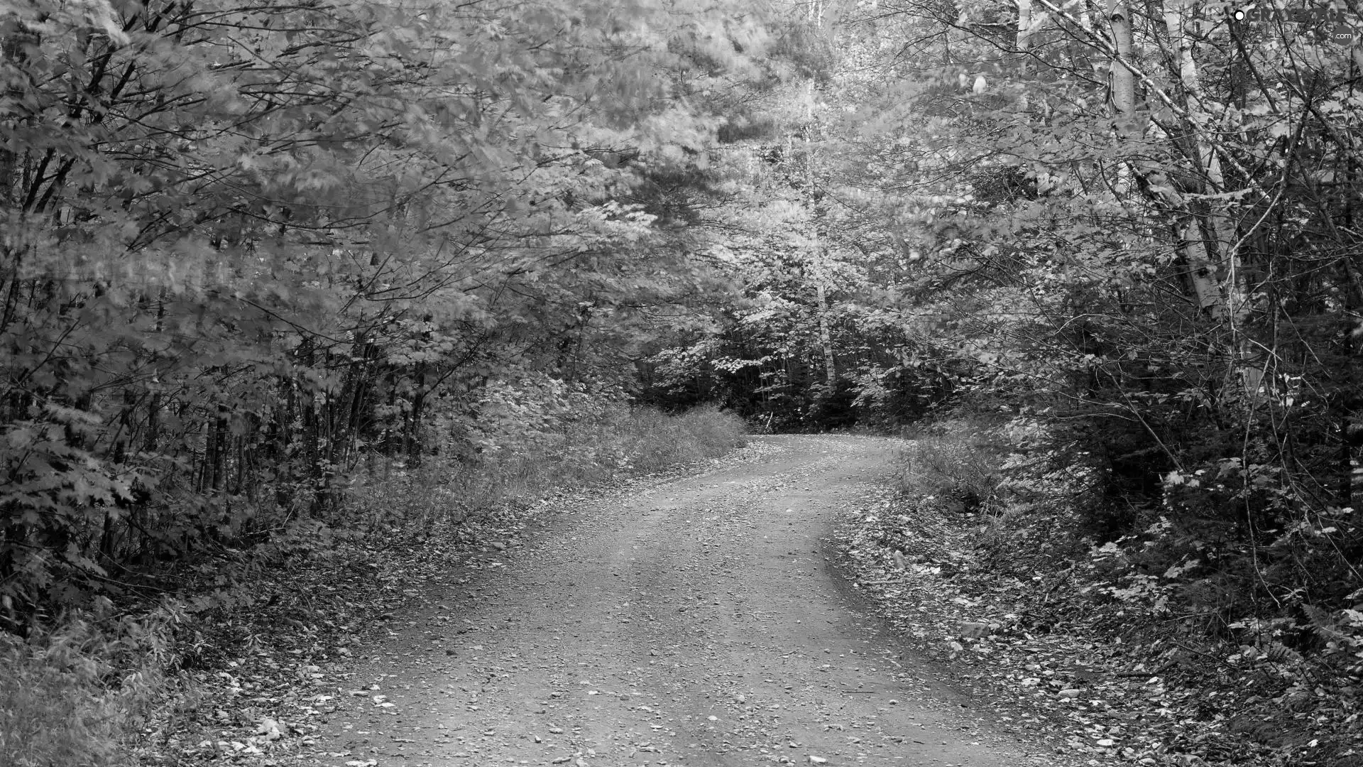 Path, forest, autumn
