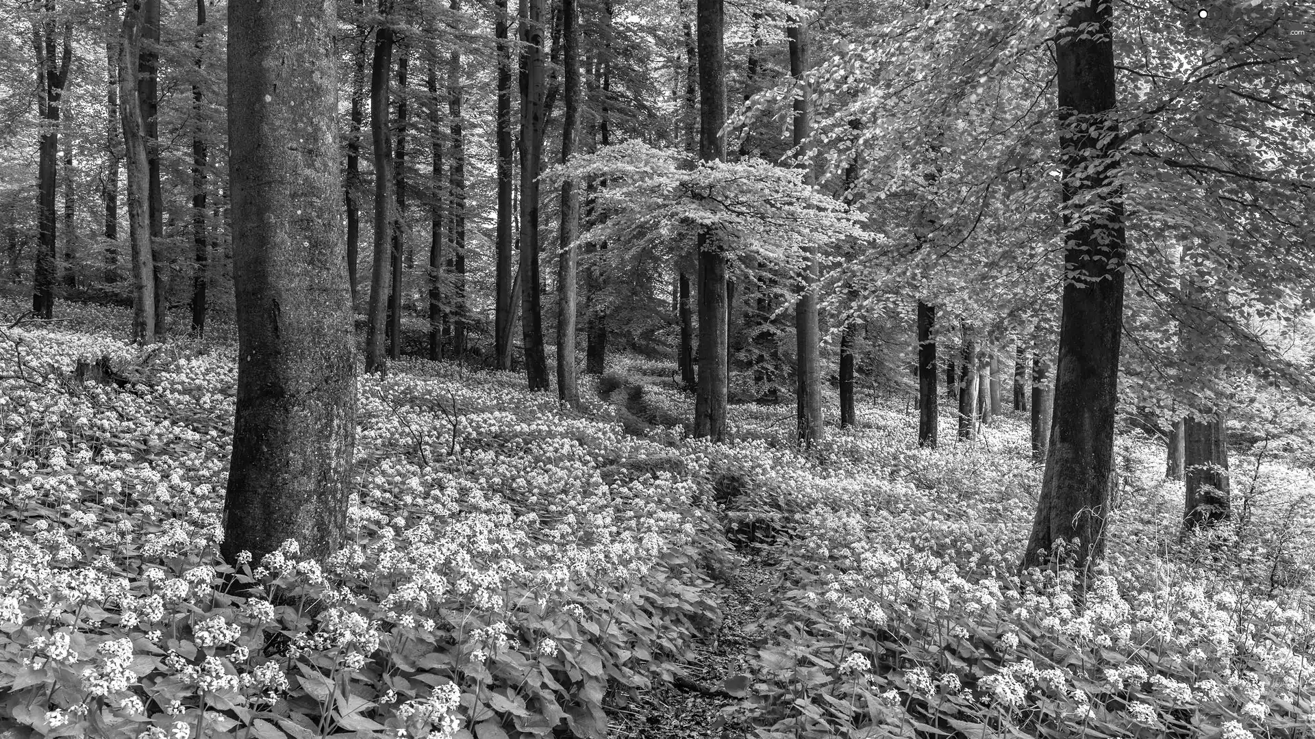 trees, Spring, Flowers, Path, viewes, forest
