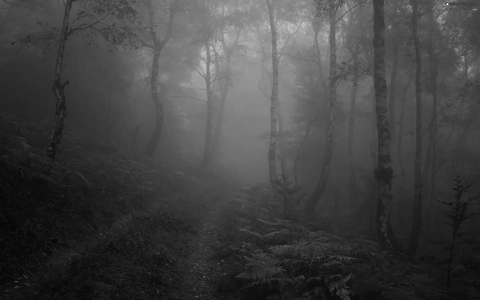 forest, Leaf, Path, Fog