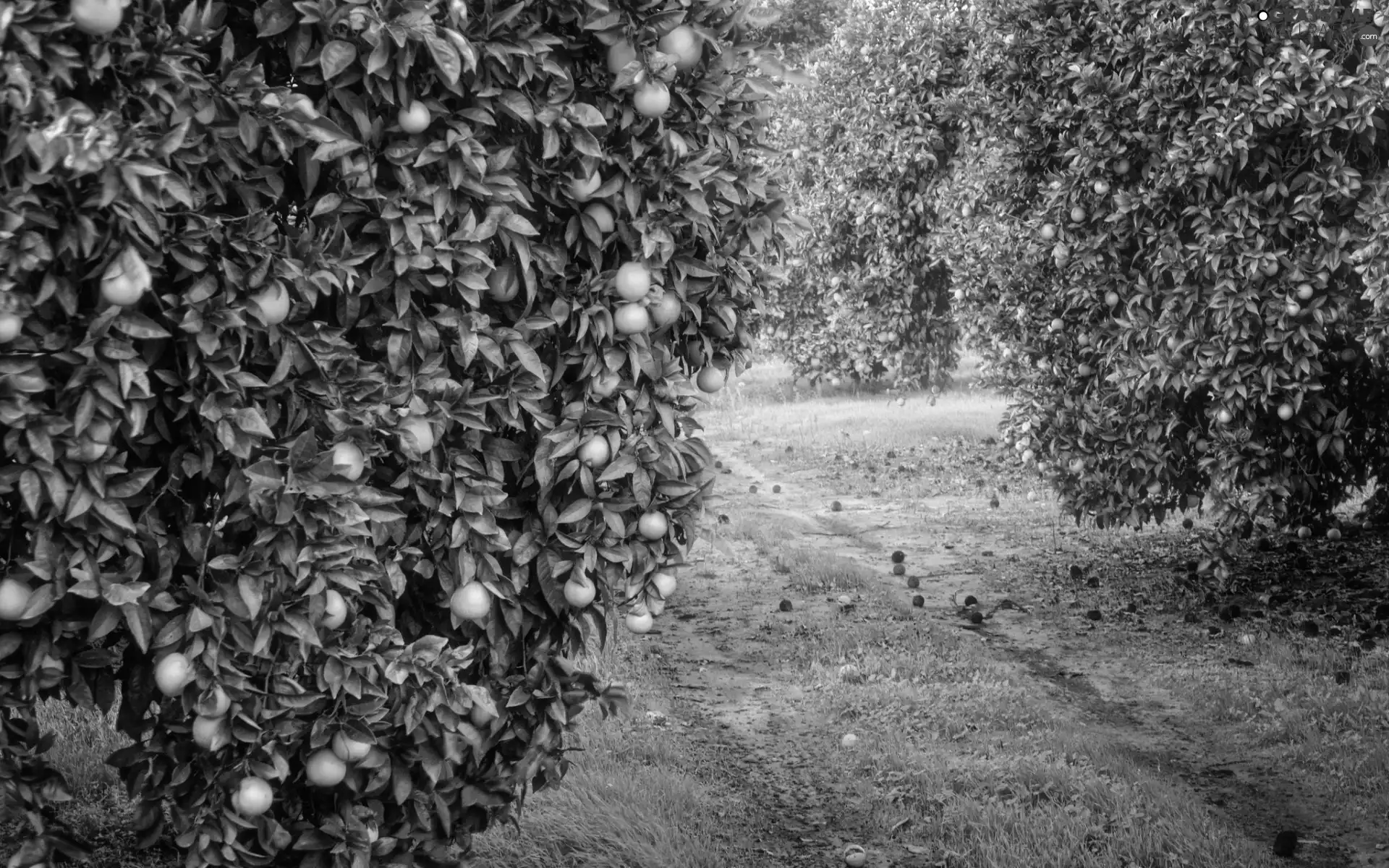 viewes, orchard, Path, grass, orange, trees