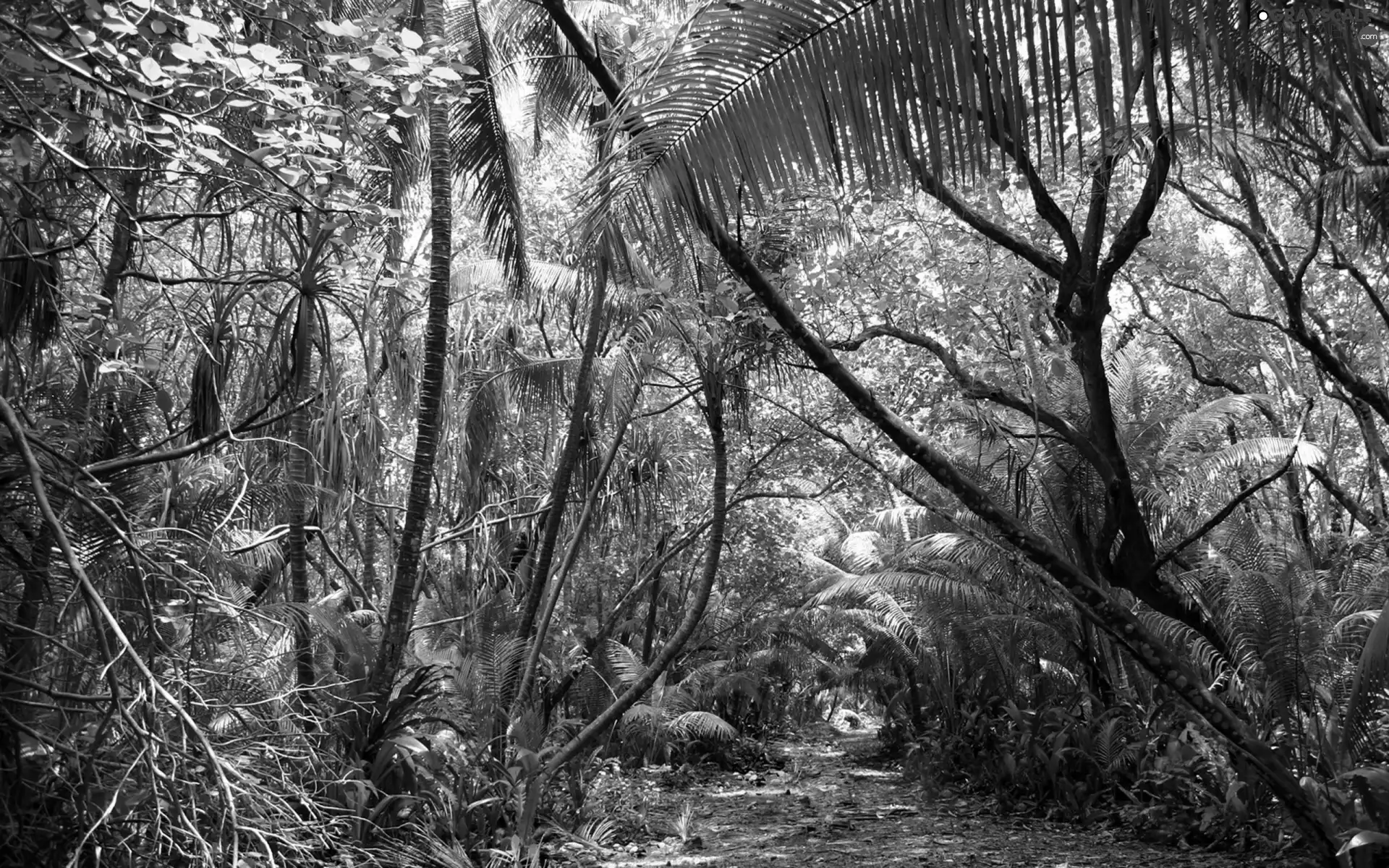 jungle, Path