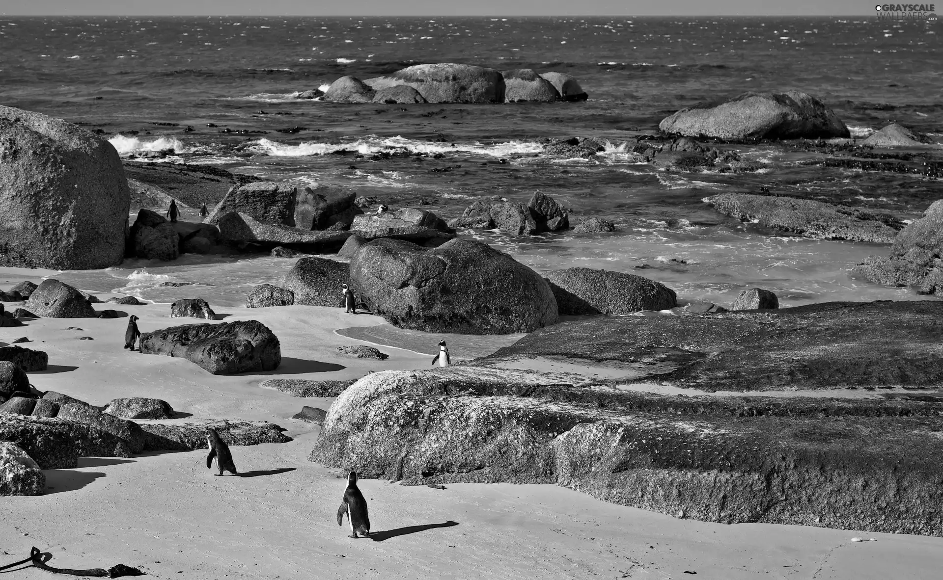 sea, Stones, penguin, Beaches