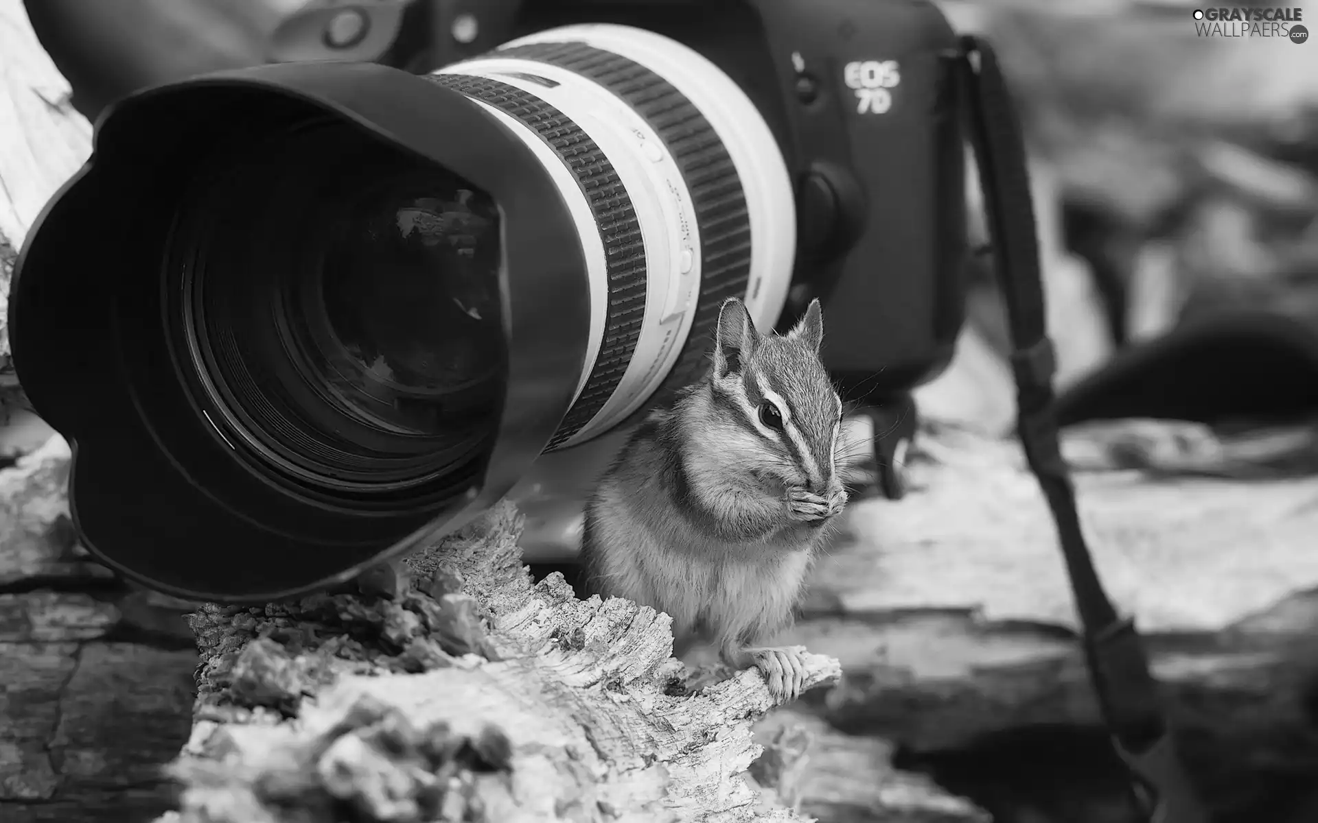 photographic, squirrel, Camera