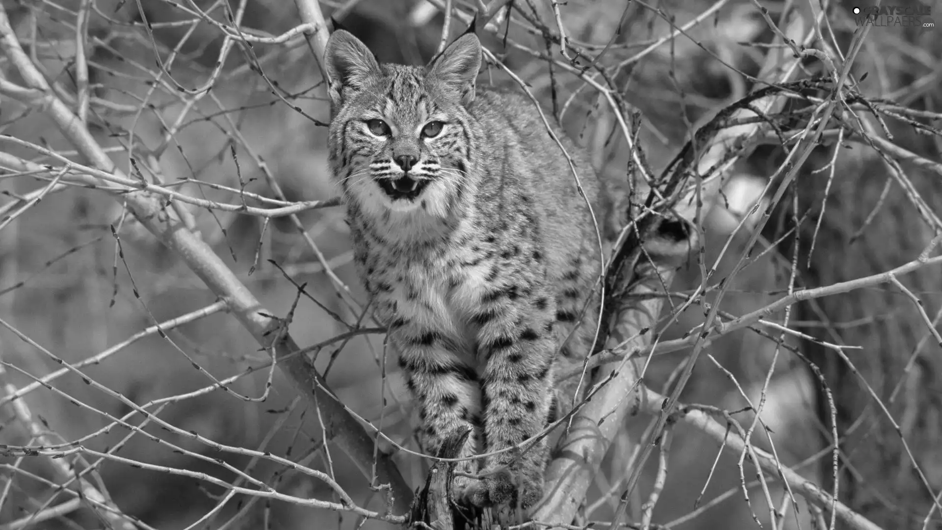 Lynx, branch pics