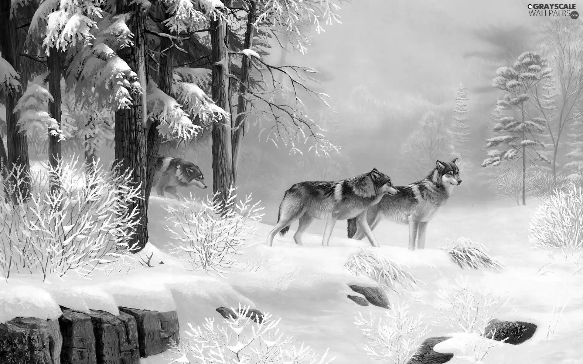 picture, forest, wolves