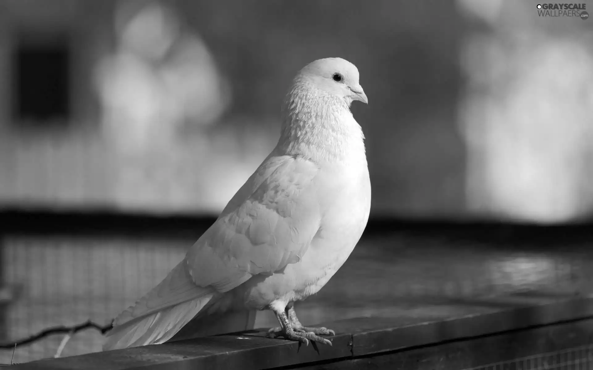 White, pigeon