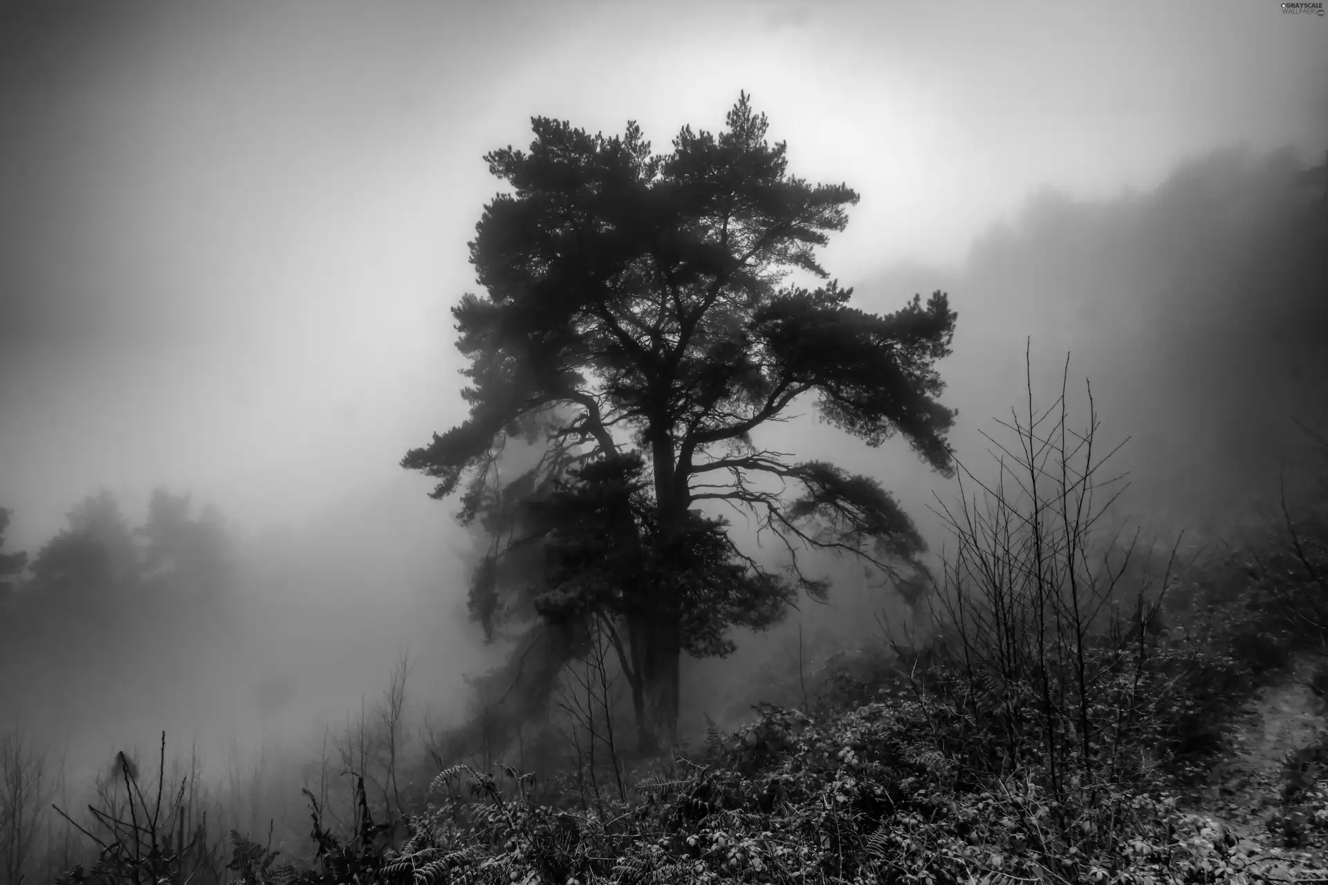 pine, Fog, forest, trees, autumn