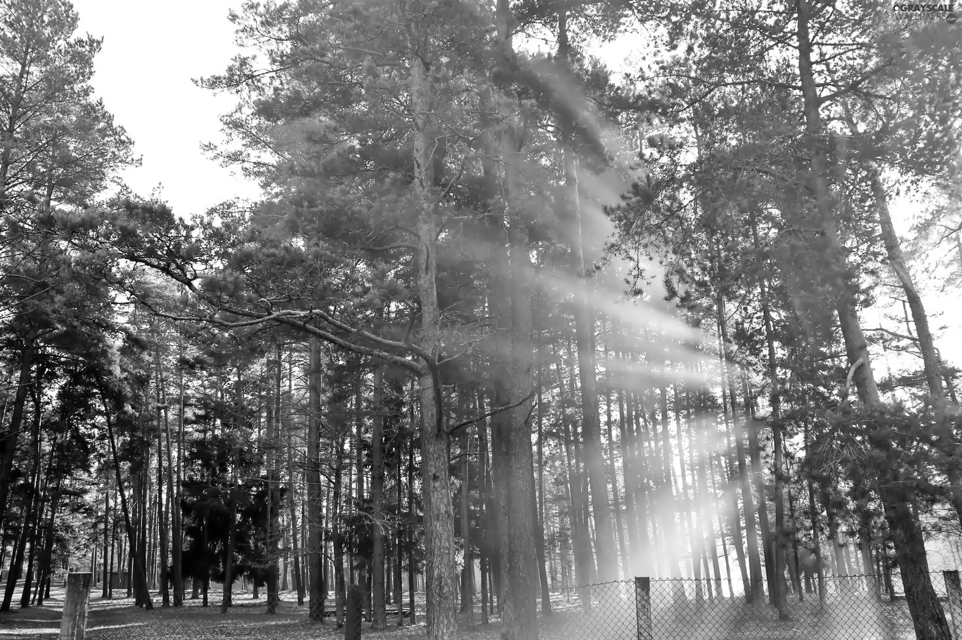 rays, forest, pine, sun