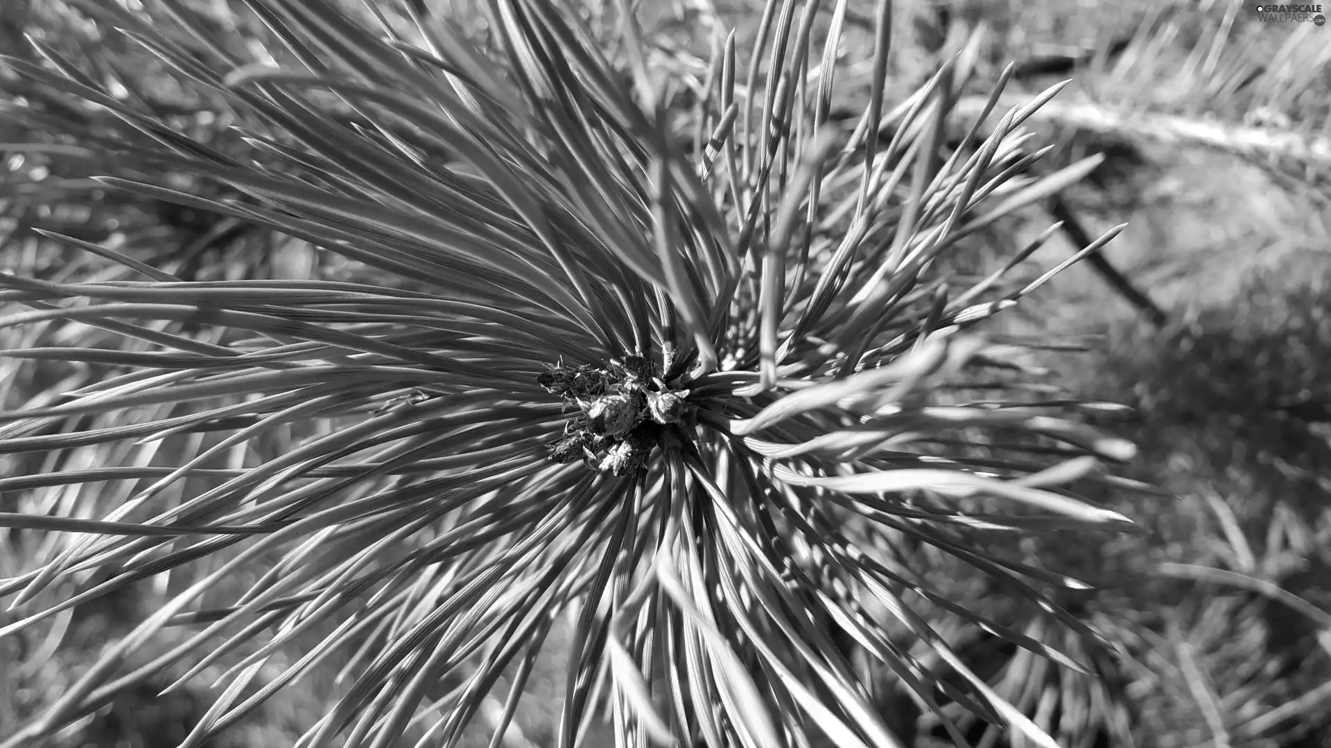 twig, pine