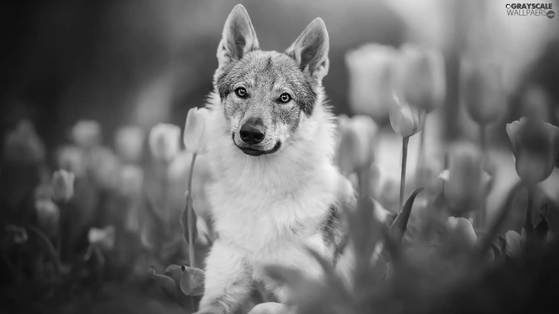 dog, Pink, Tulips, German Shepherd