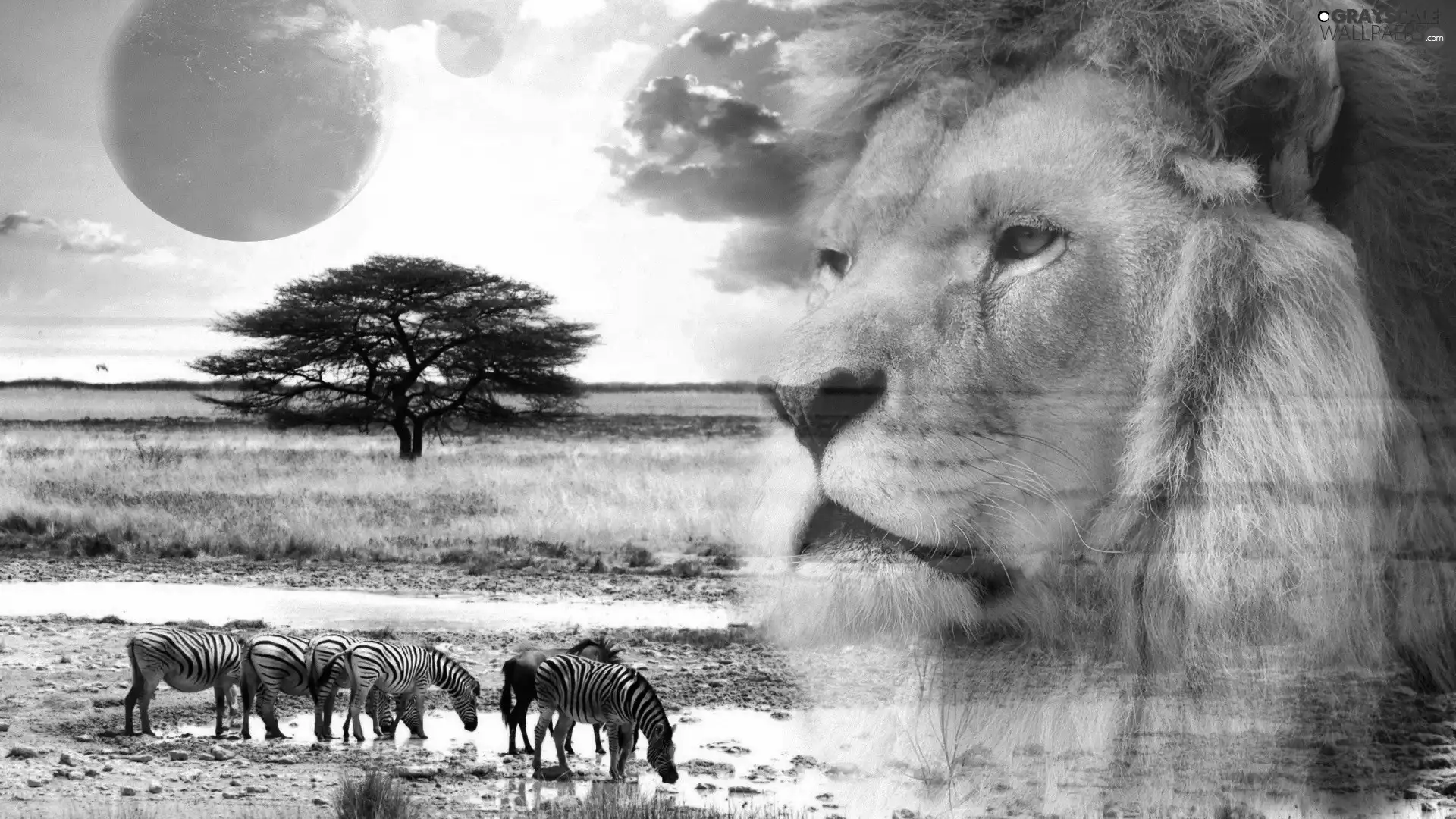 Lion, savanna, Planet, zebra
