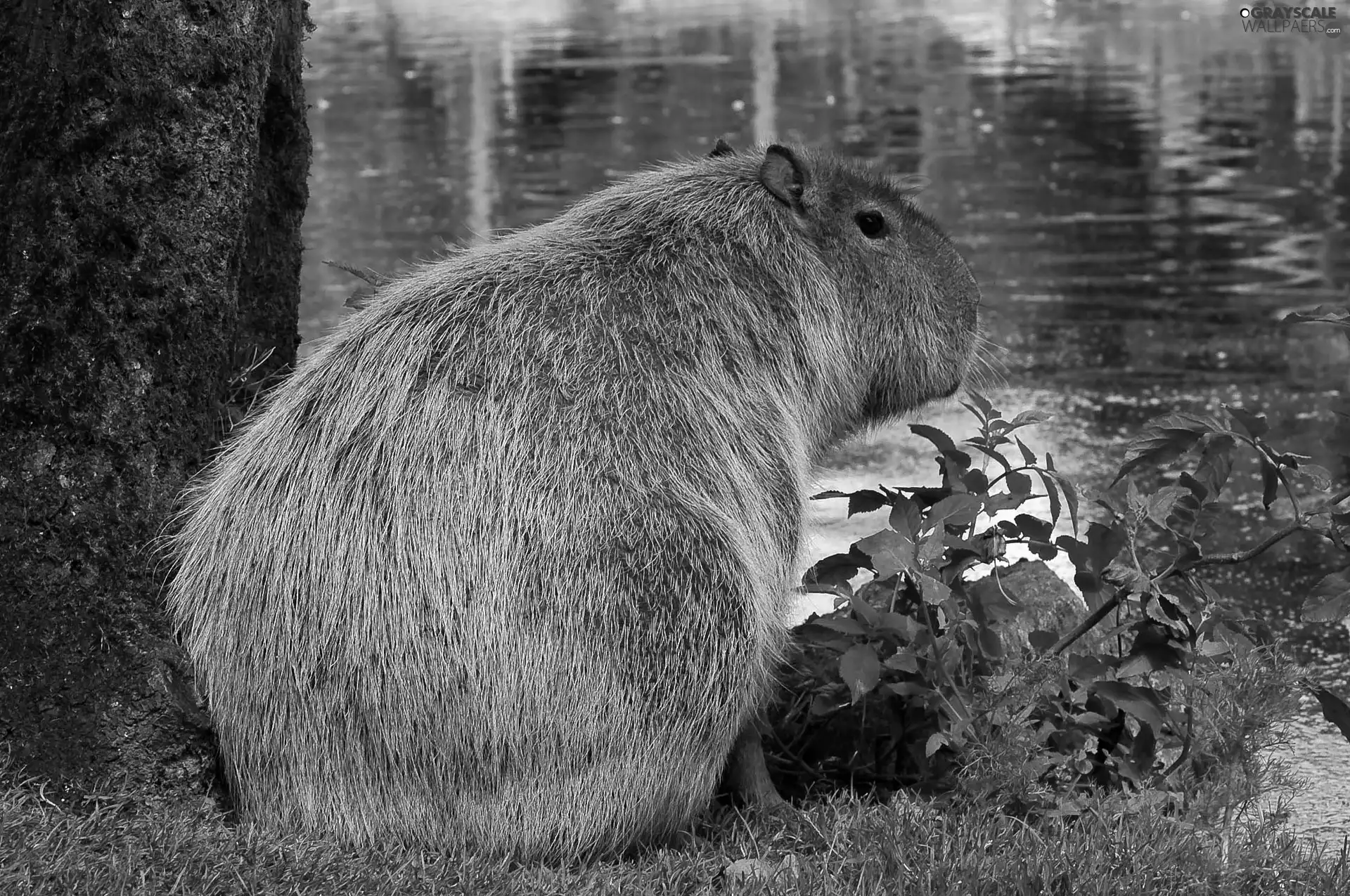 Plants, Capybara, River