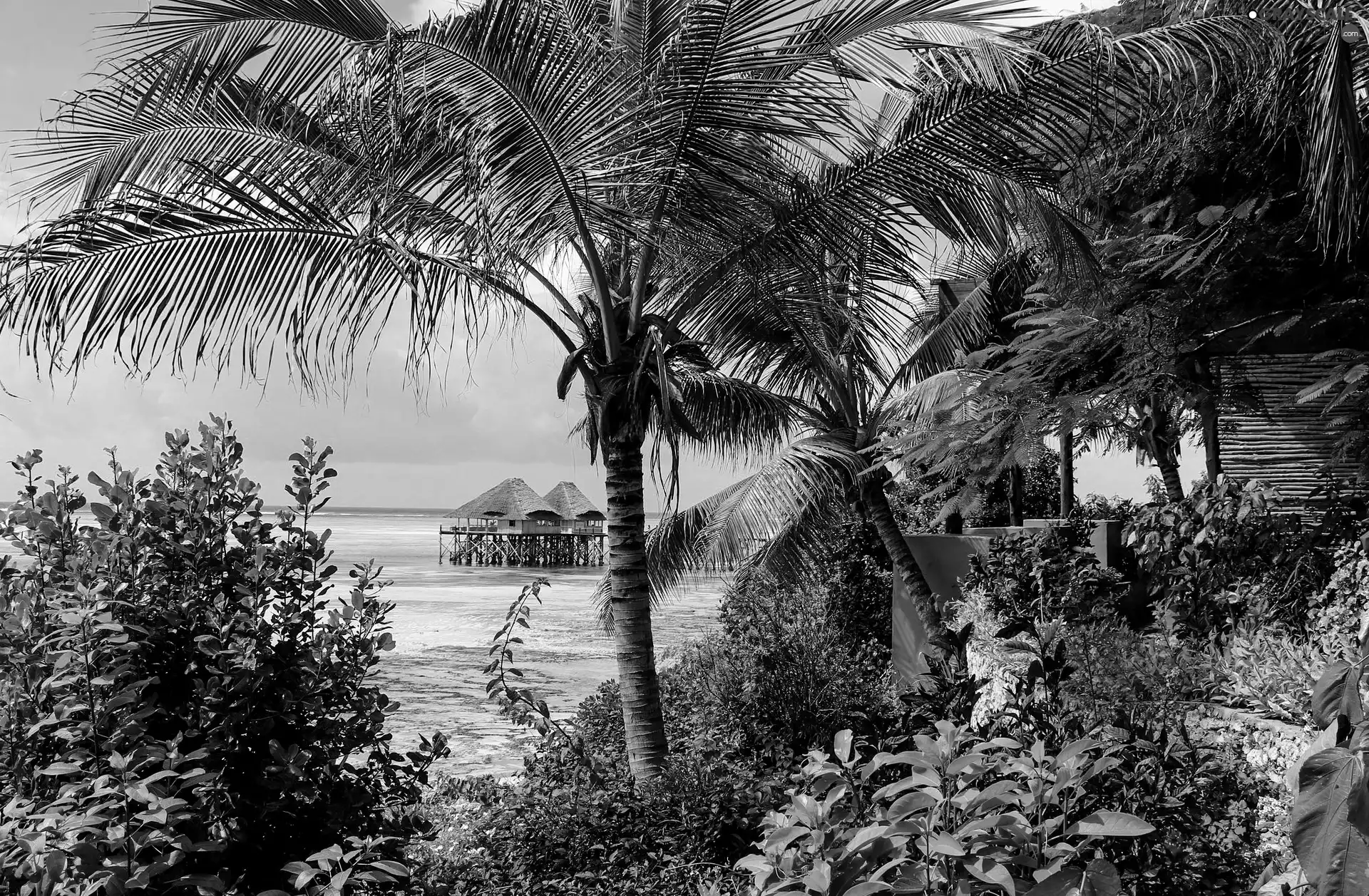 Palms, Plants, sea, Houses, Tropical