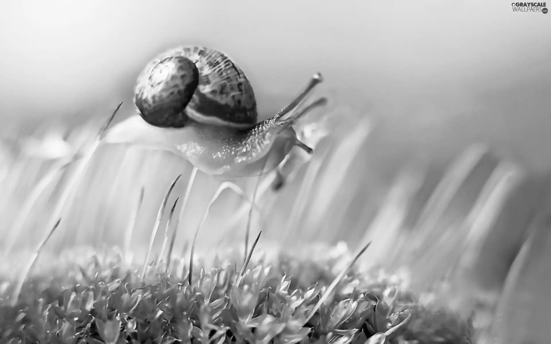Plants, snail, shell