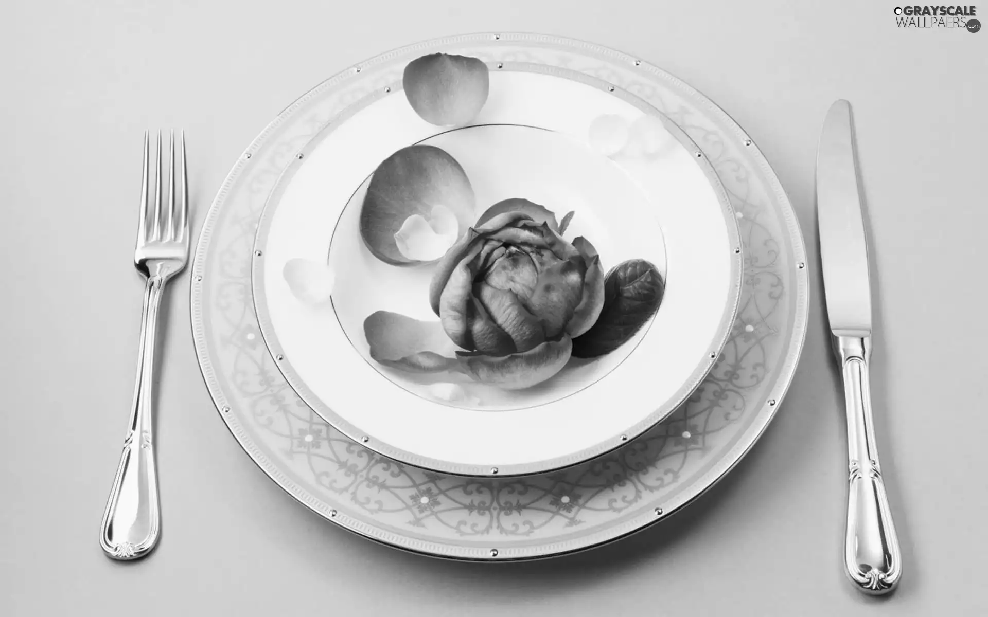 rose, plate