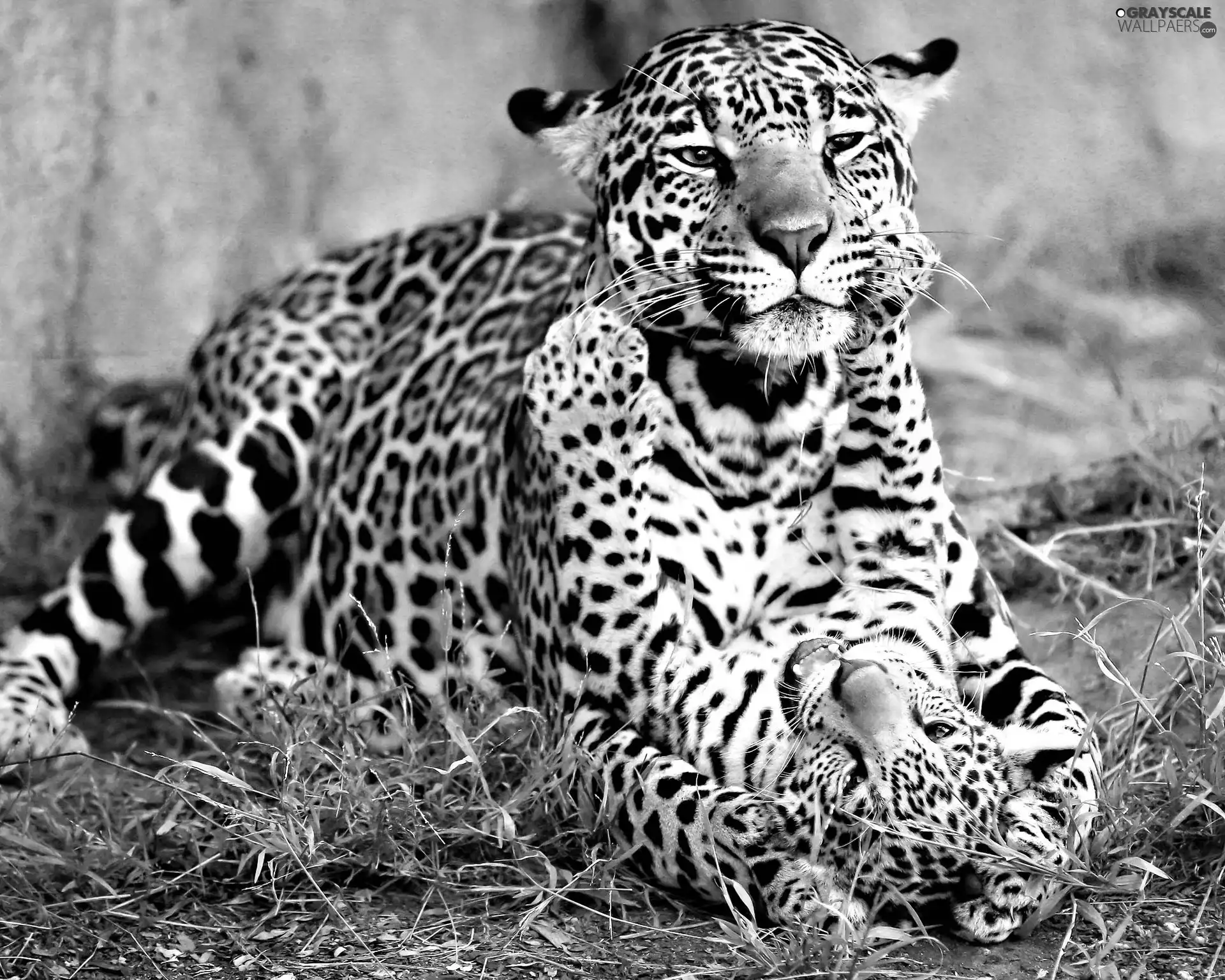 Jaguars, play