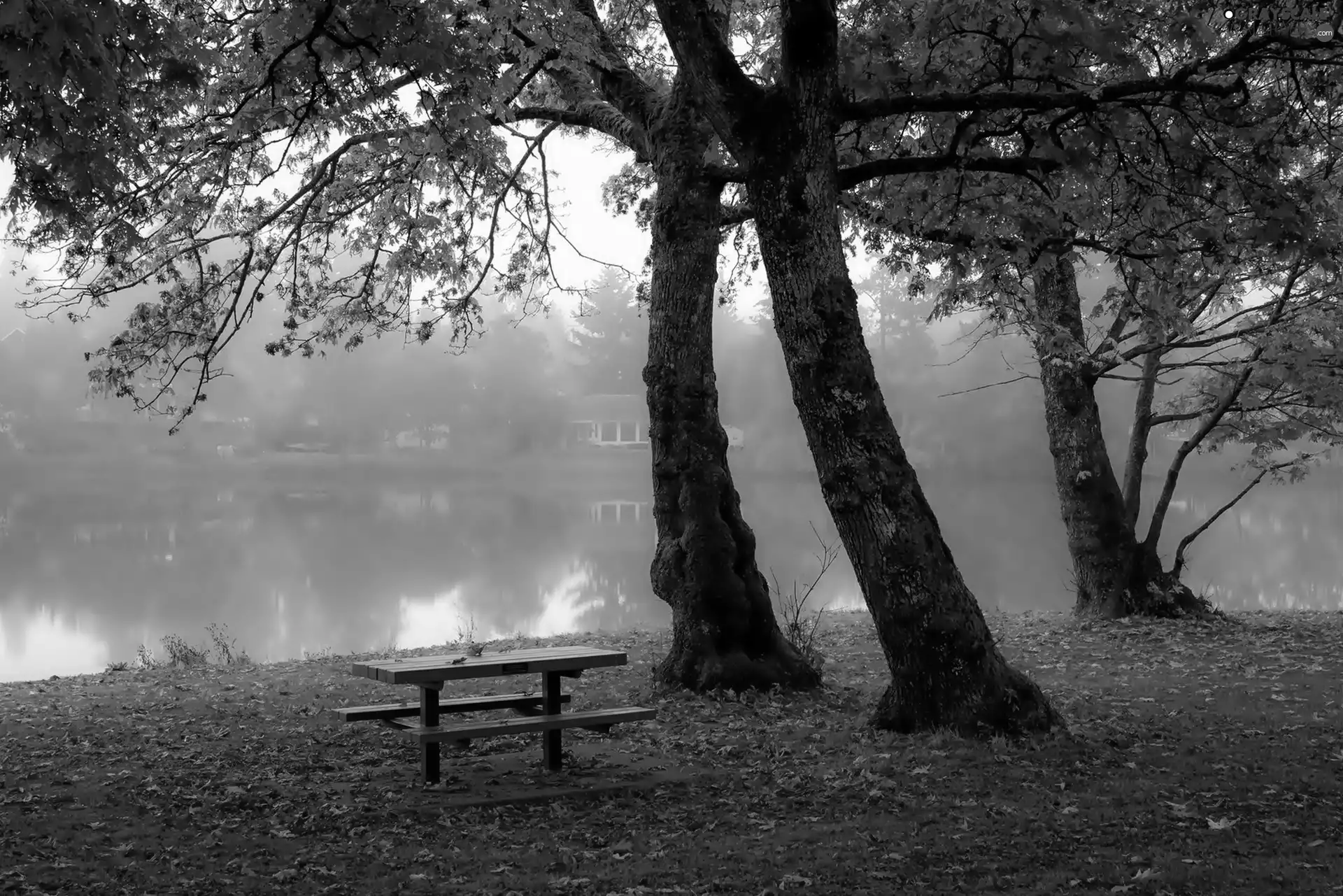 Pond - car, Fog, Park, Bench, autumn