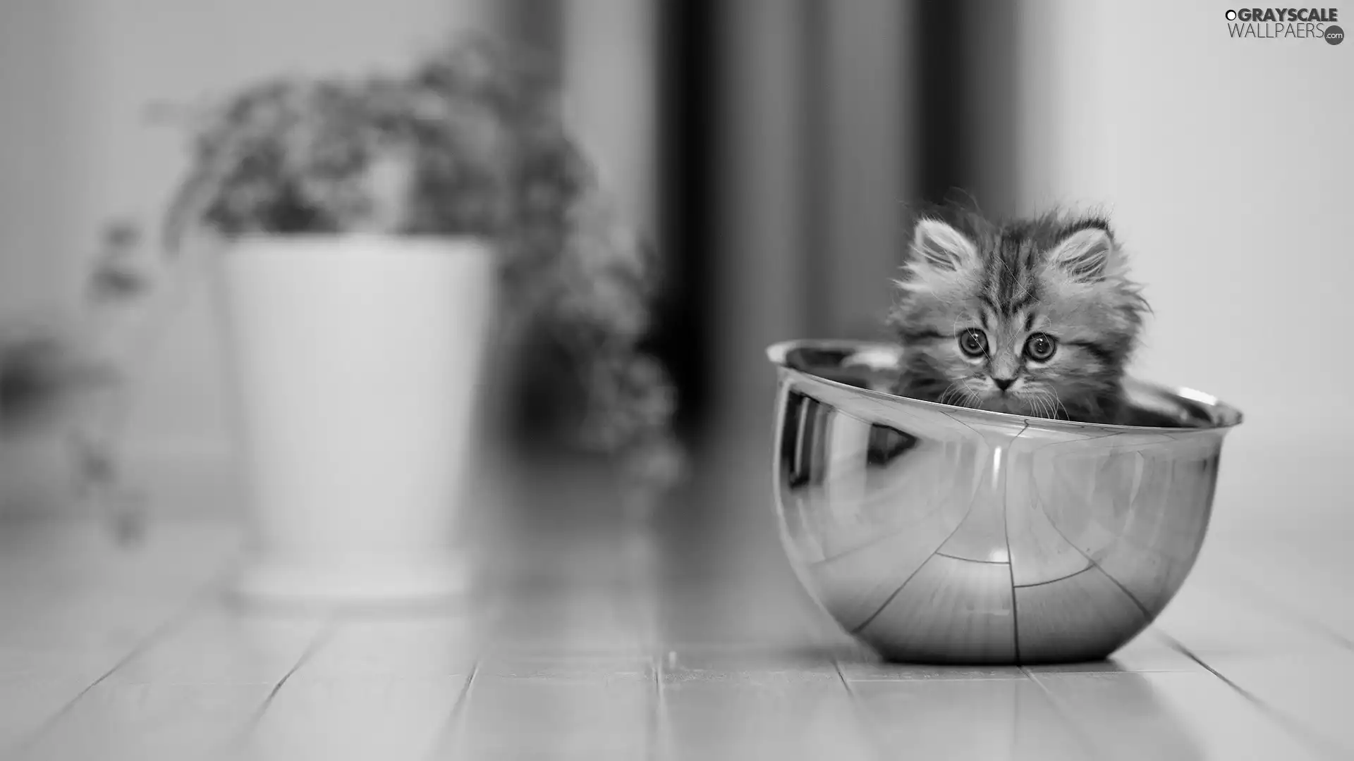 pot, cat, bowl