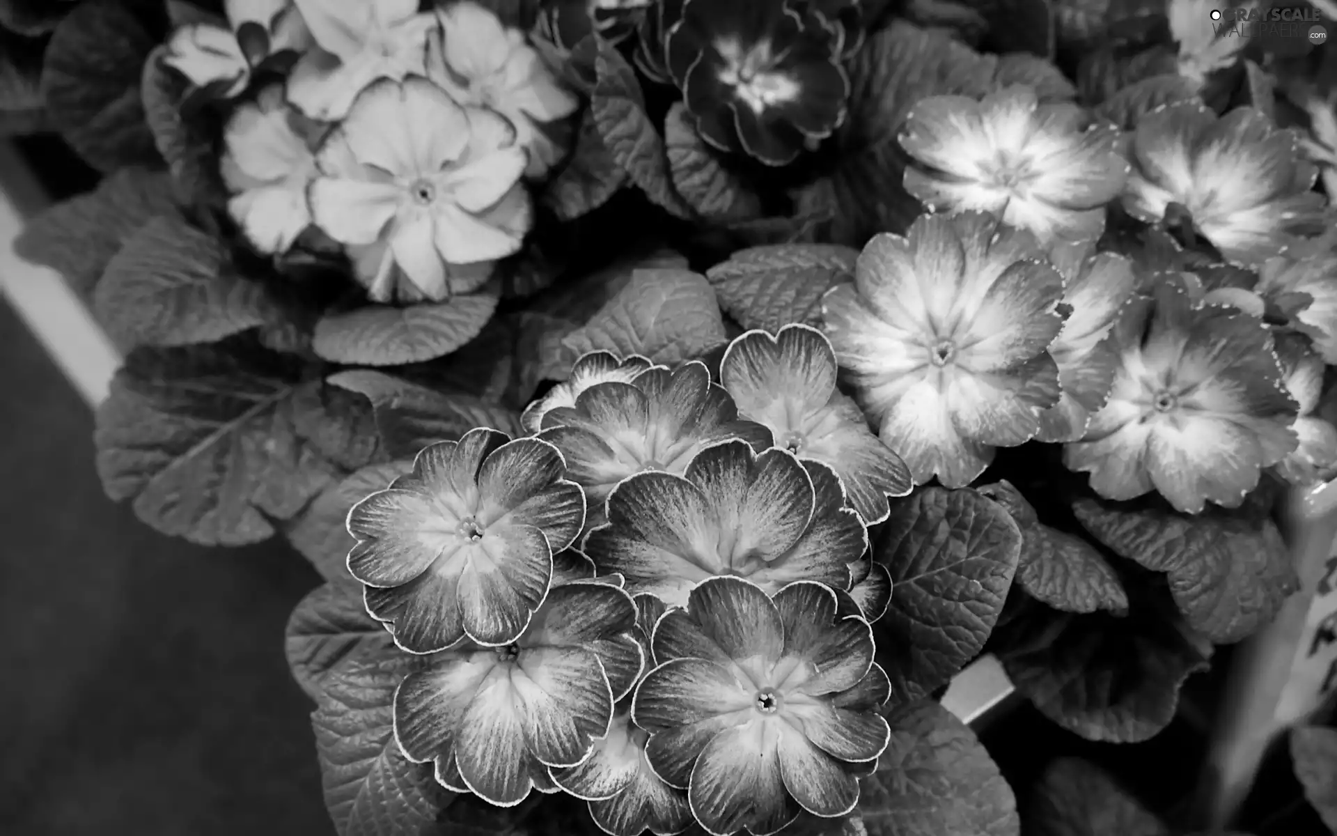 Flowers, Primrose