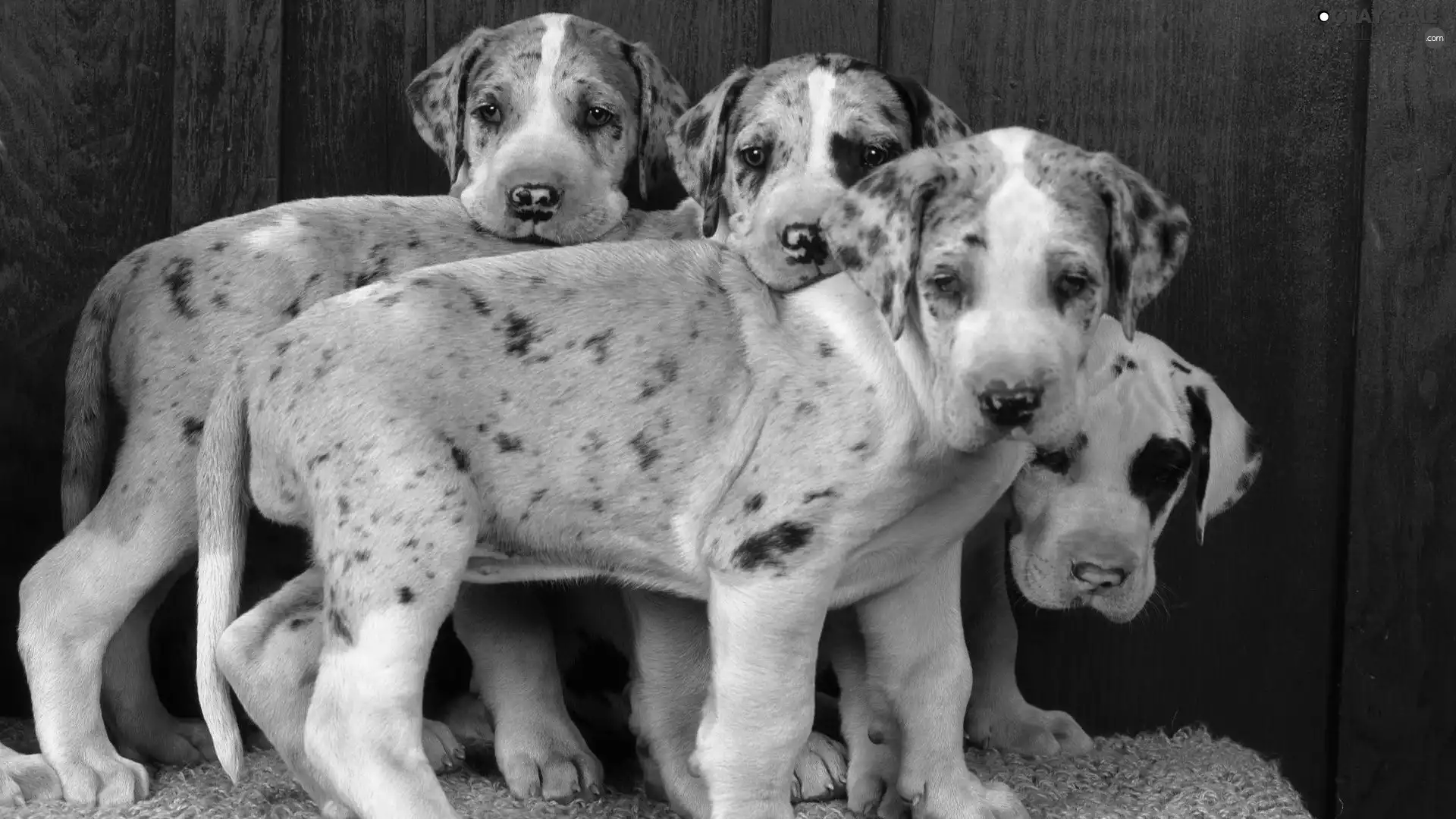 four, puppies