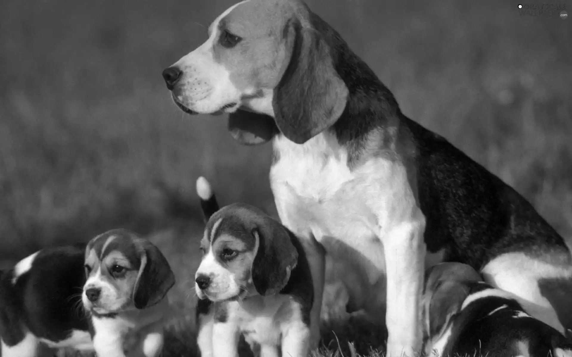 puppies, Beagle, mother