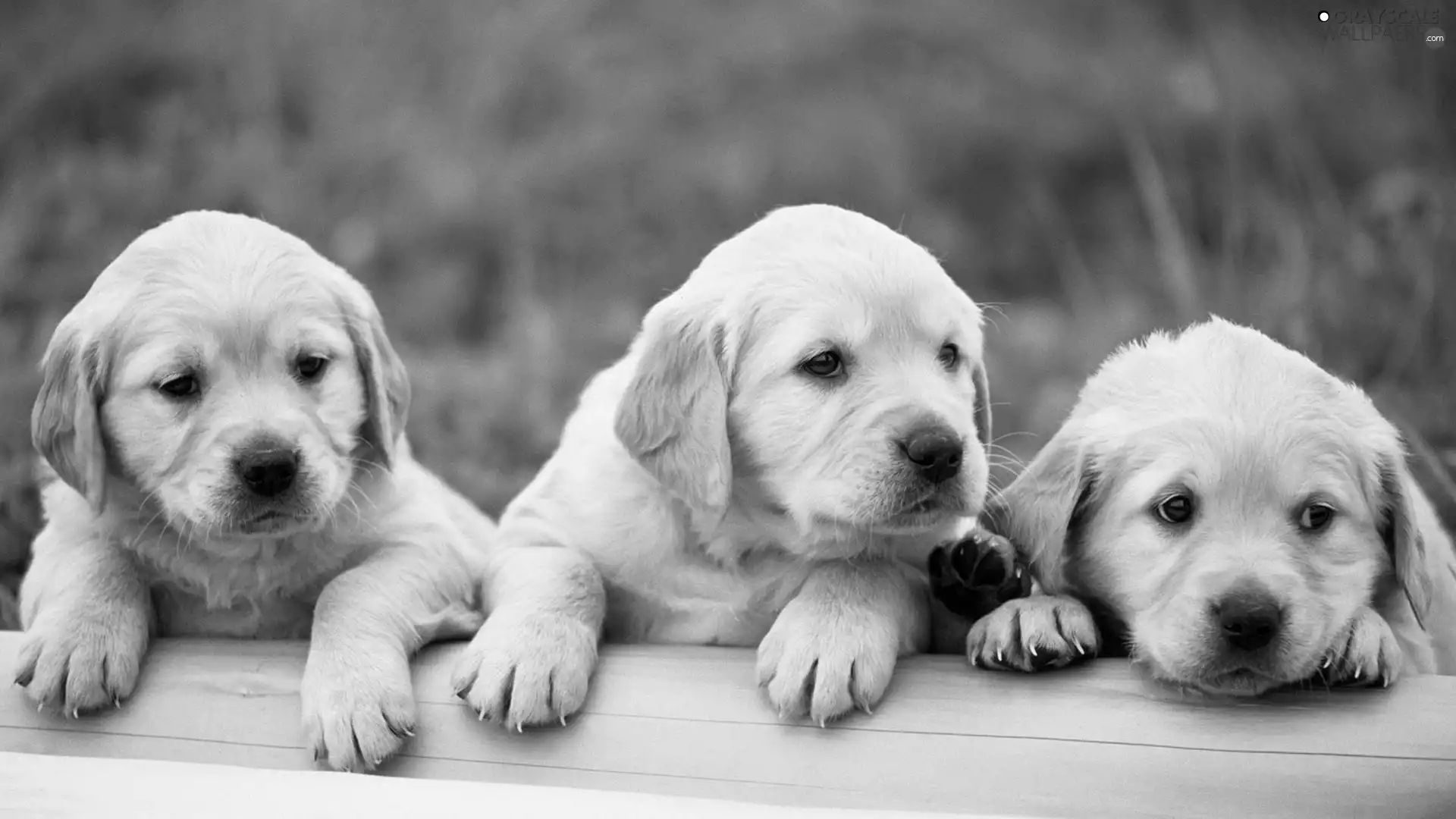 Three, puppies