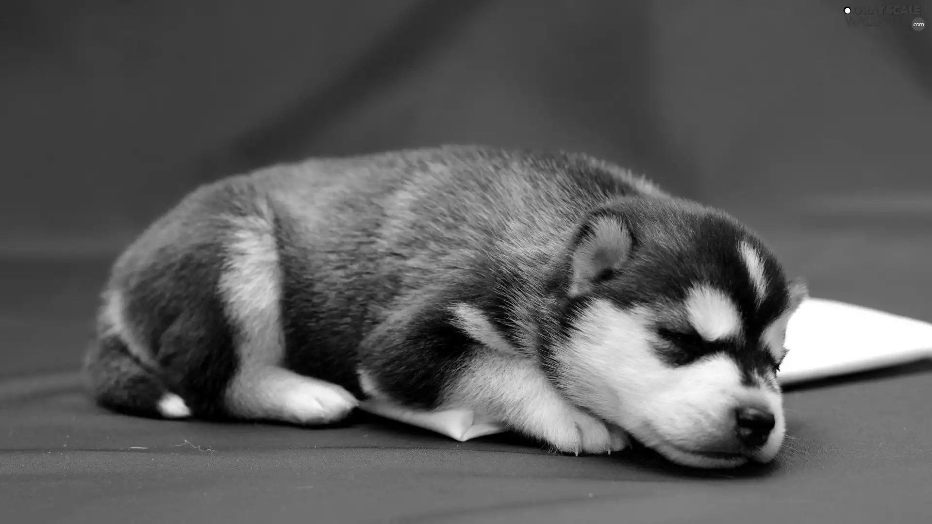 Siberian Husky, sleepy, Puppy