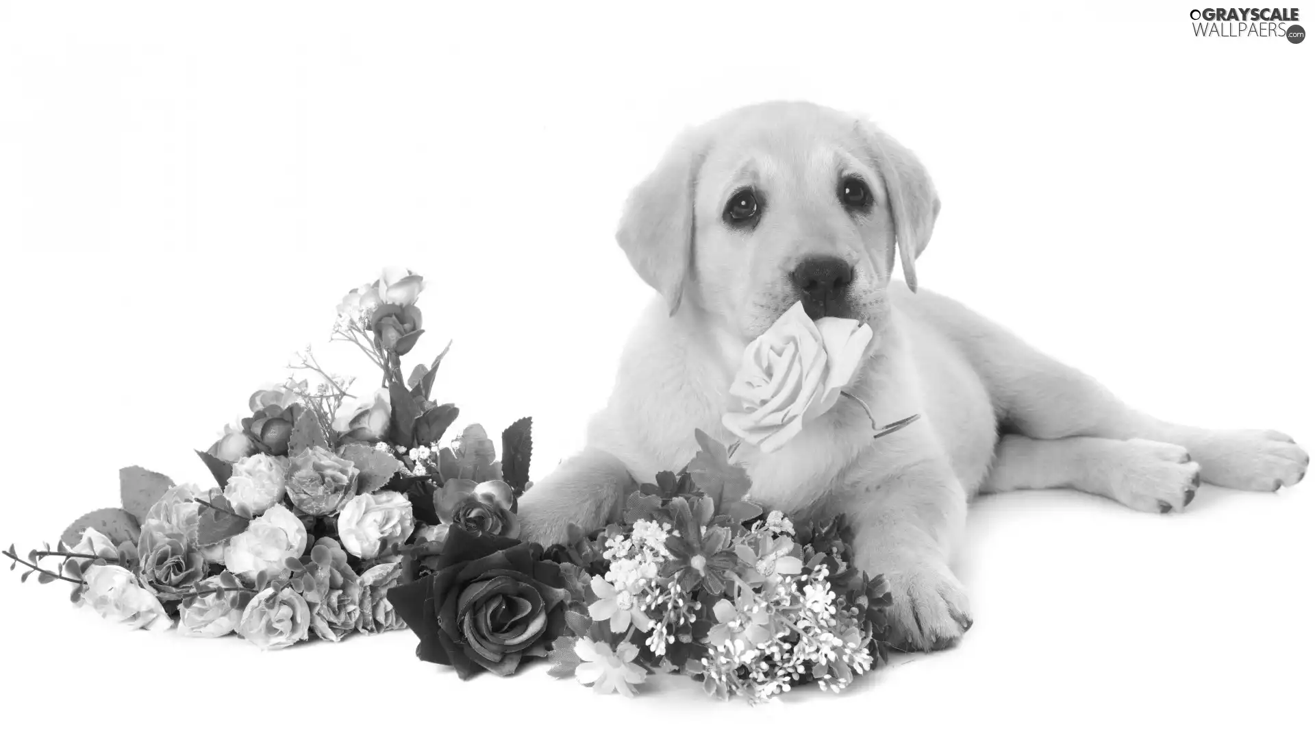 Flowers, Puppy, Labrador Retriever, dog
